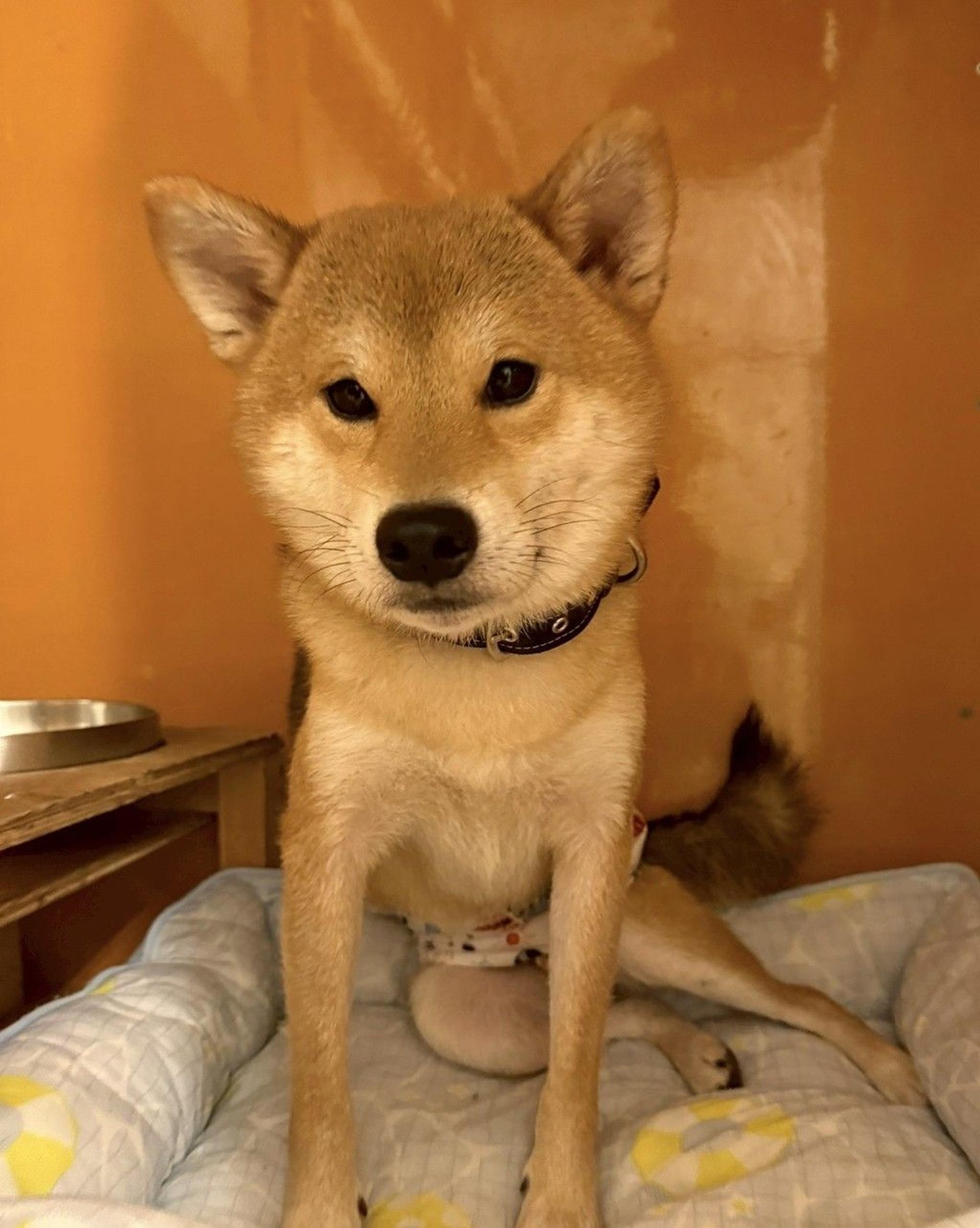 pet-image-8