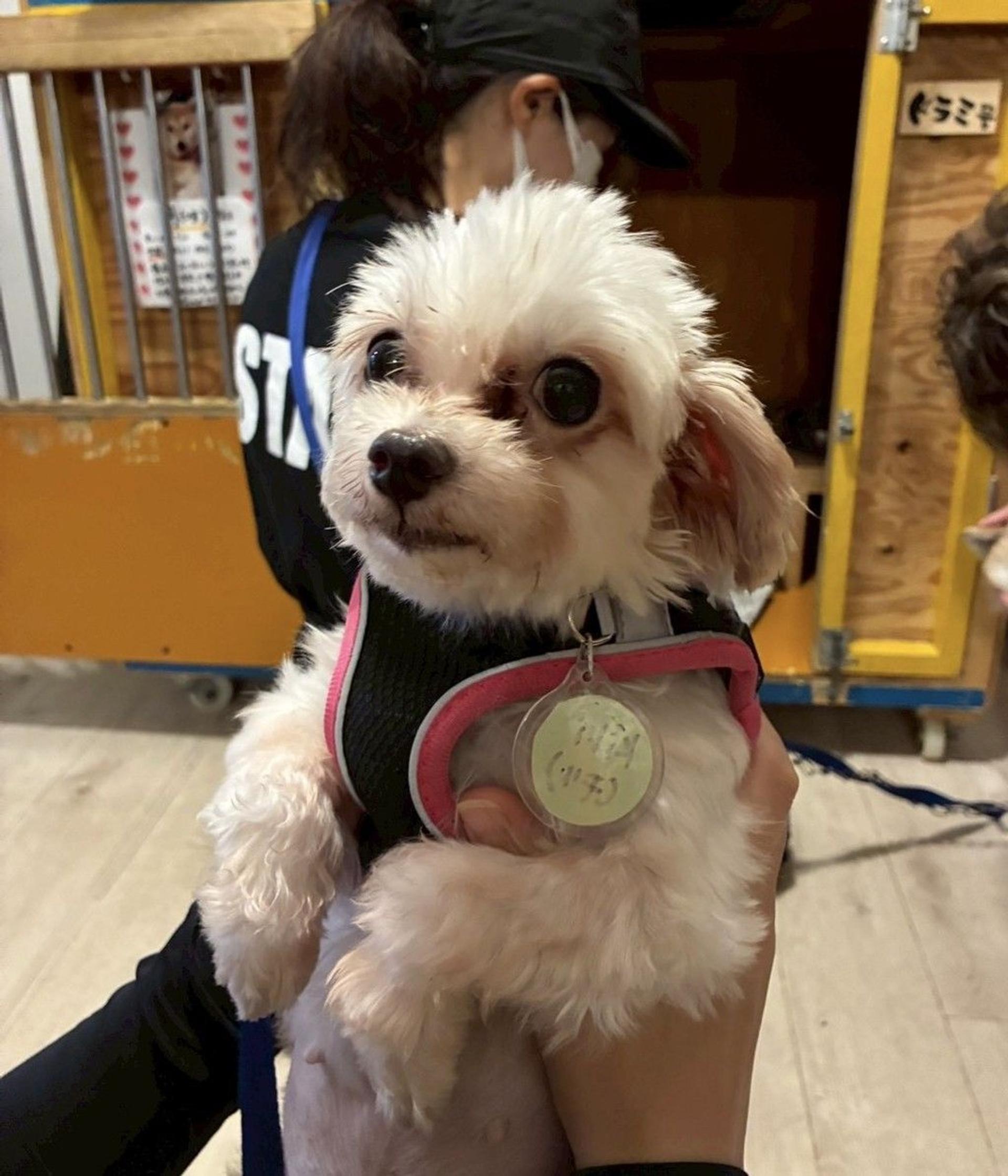 pet-image-5