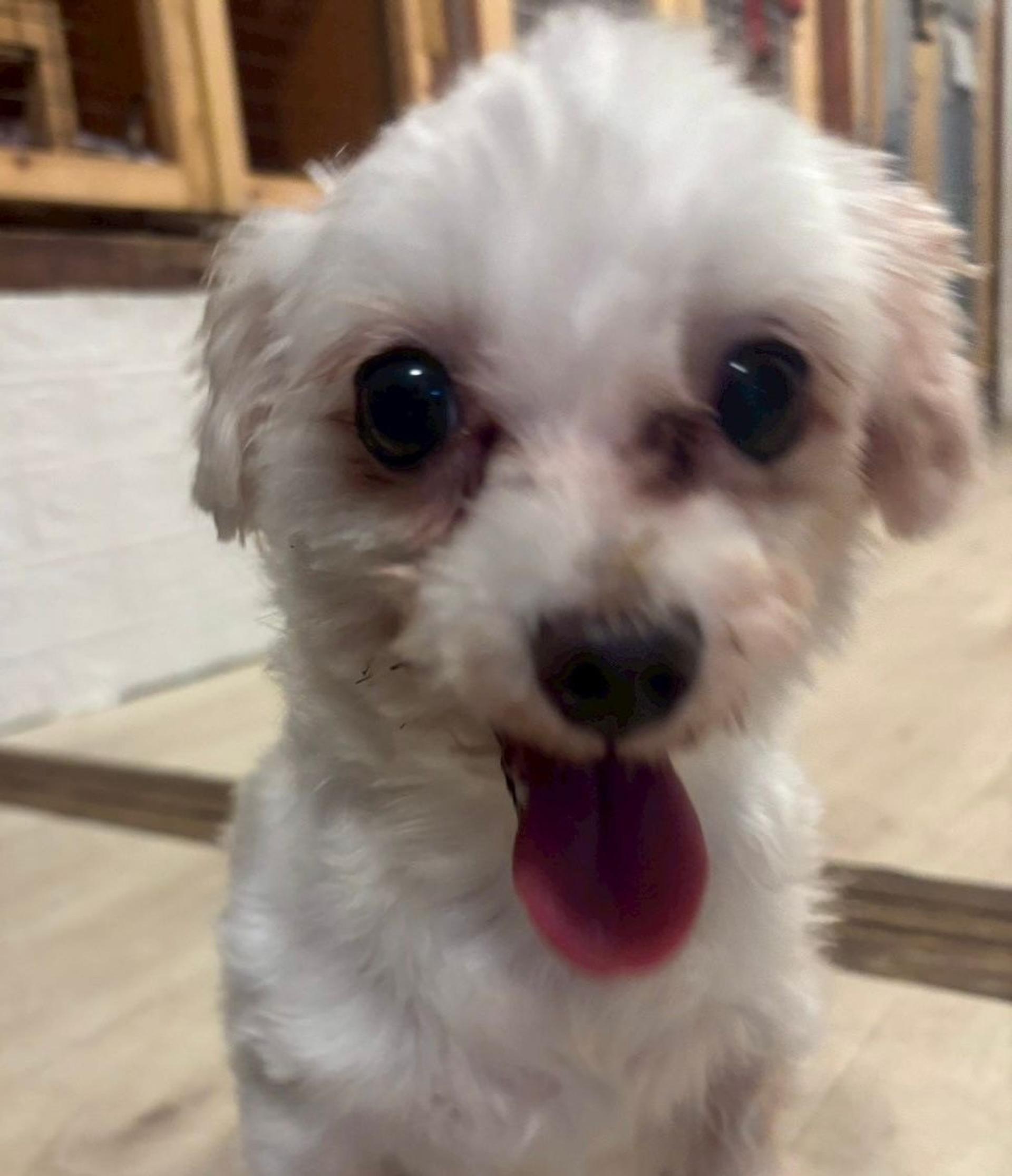 pet-image-6