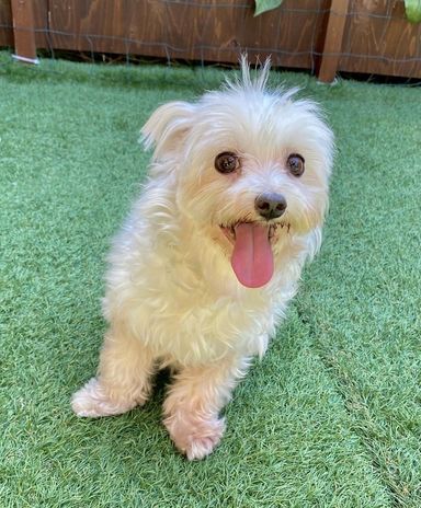 リコッタ（Ricotta）