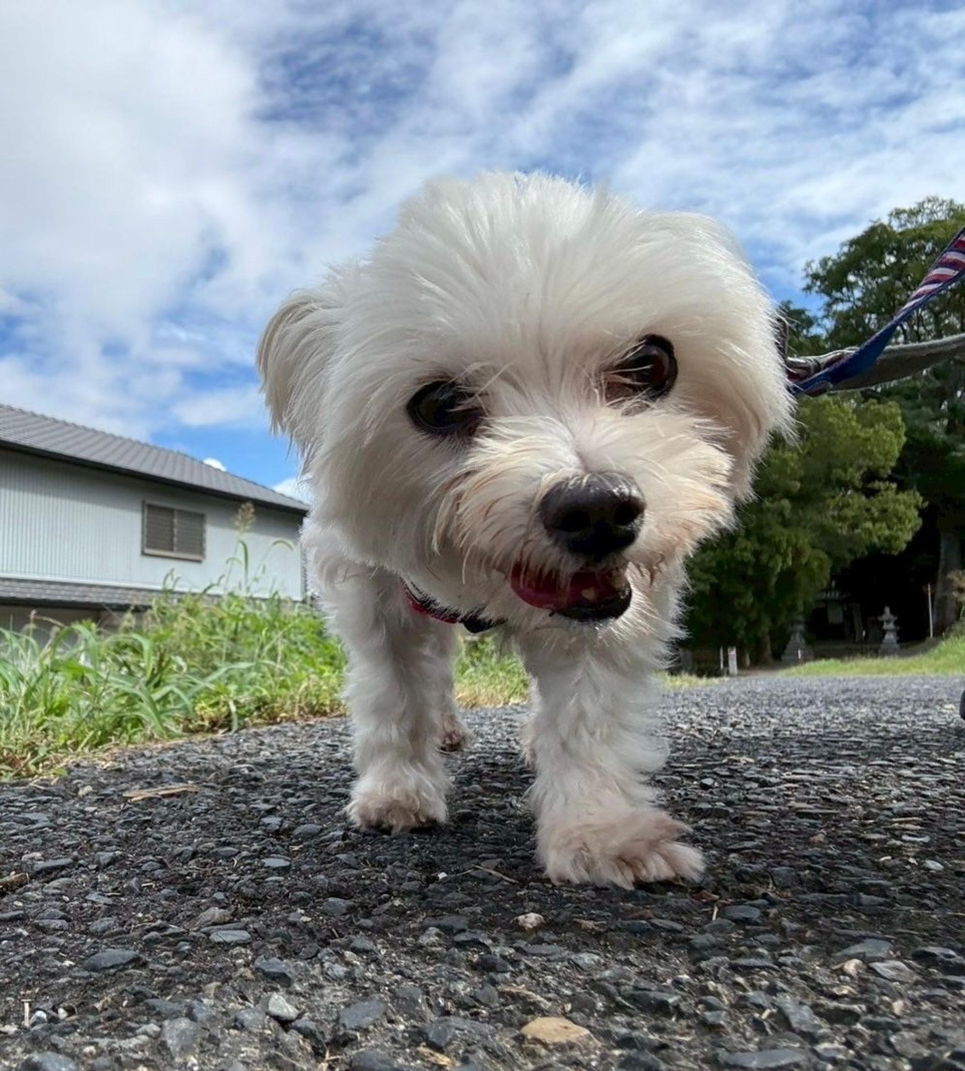 pet-image-5