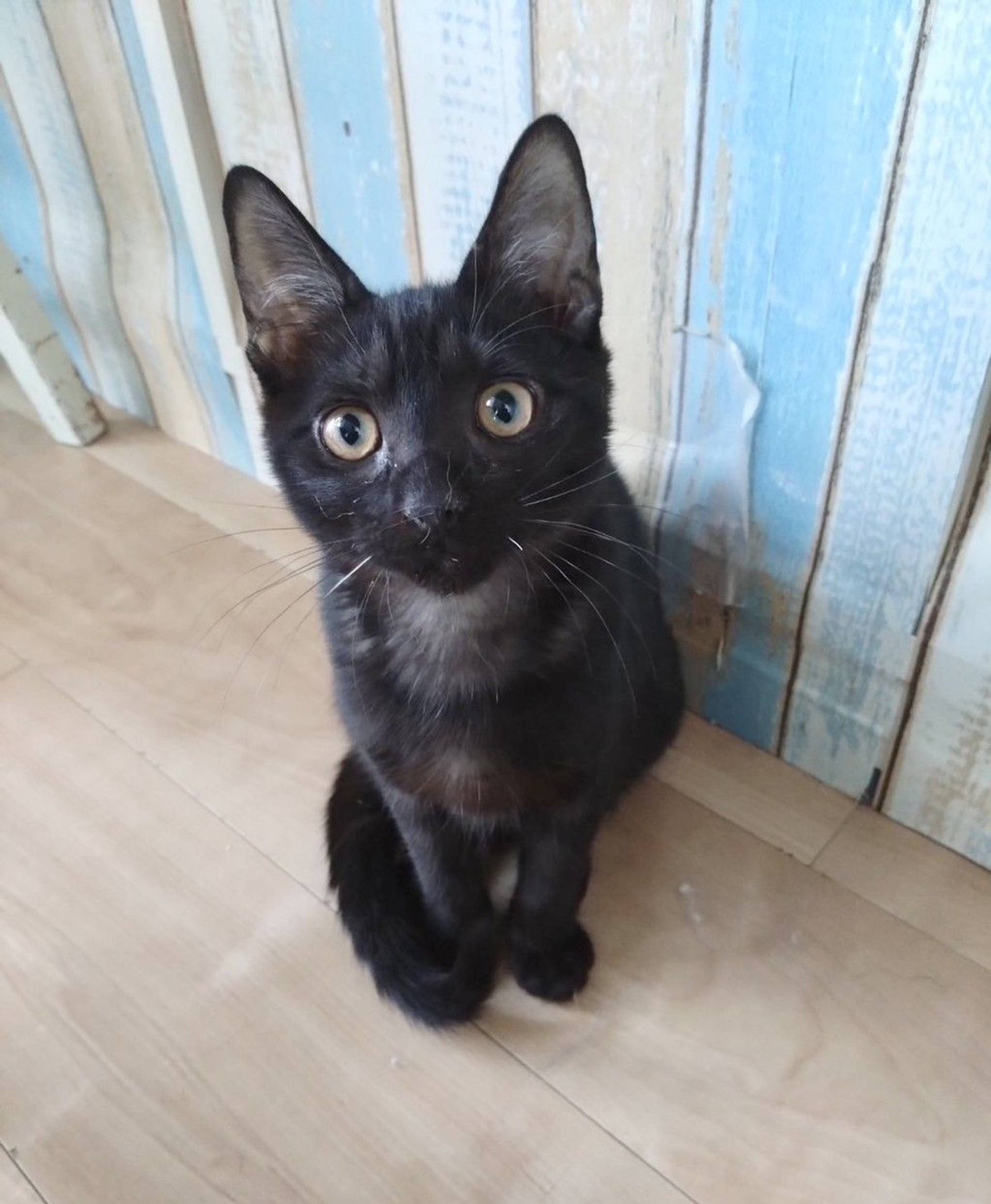 雑種（ミックス猫）・メスの里親募集の写真