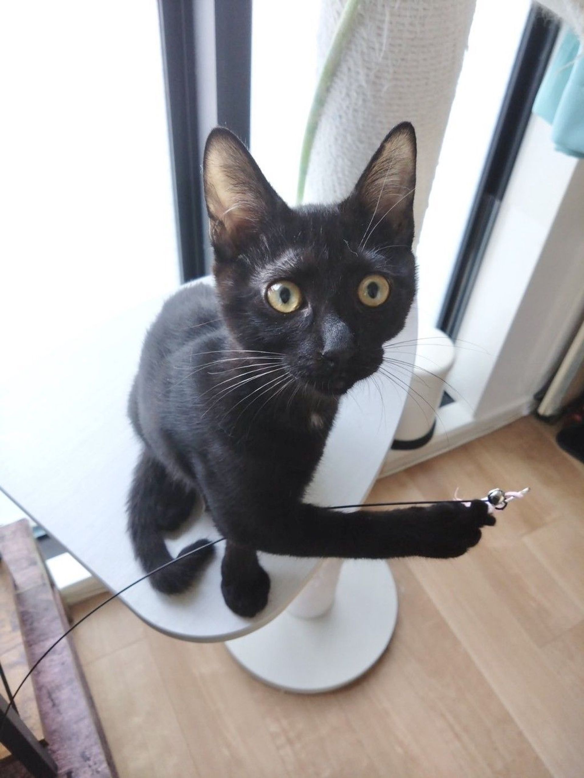 雑種（ミックス猫）・オスの里親募集の写真