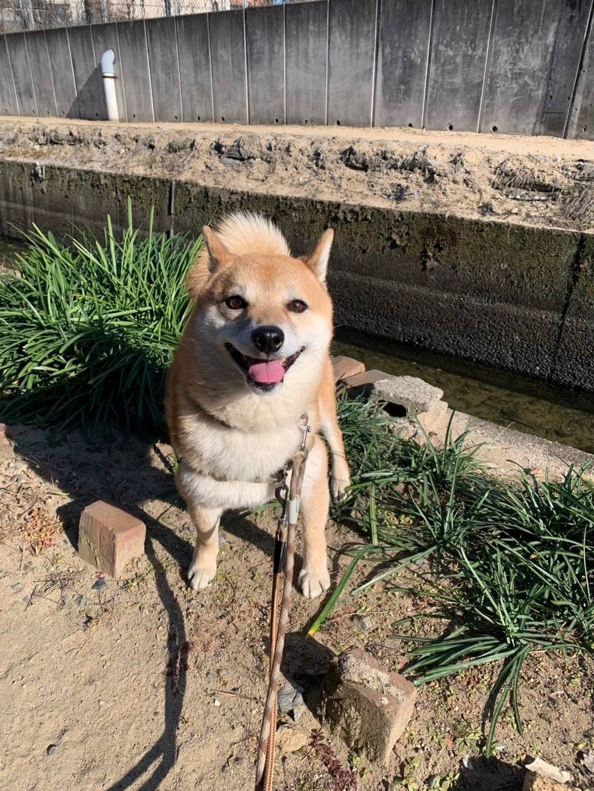 柴犬・オスの里親募集の写真