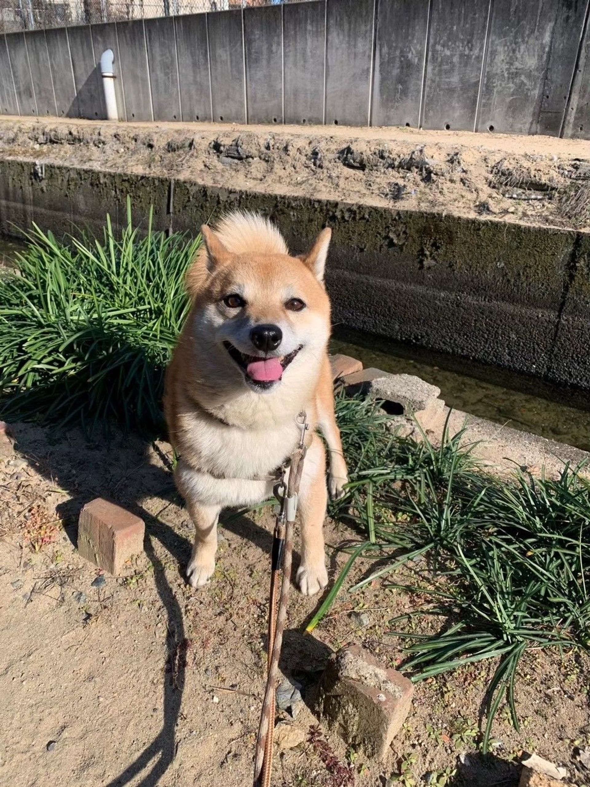 柴犬・オスの里親募集の写真
