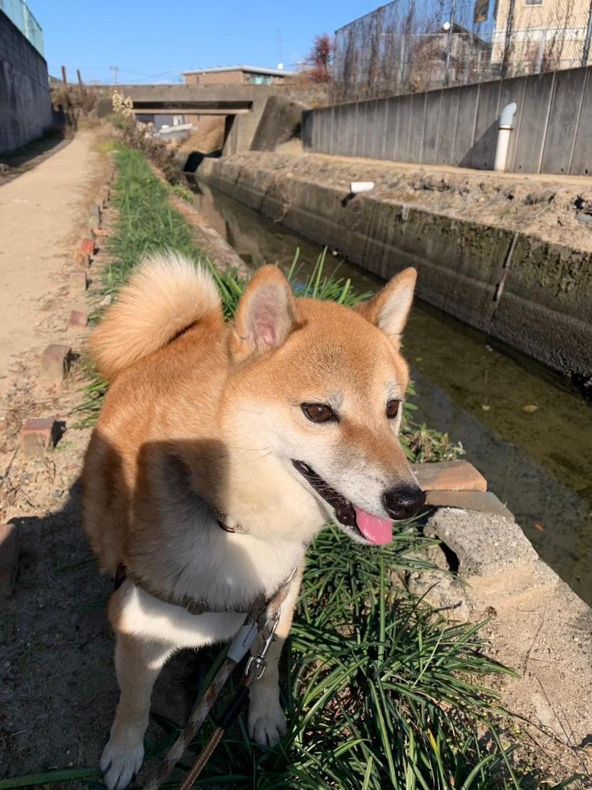 pet-image-3