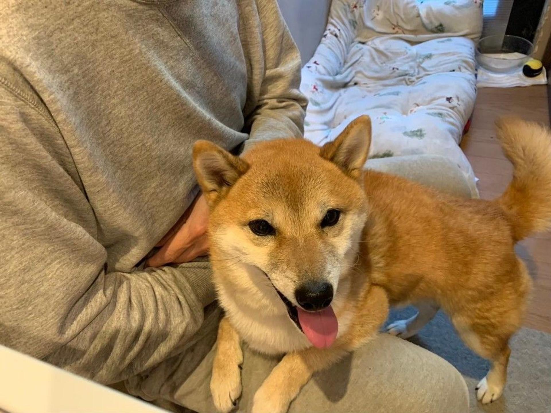 pet-image-5
