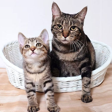 さおり＆かおり