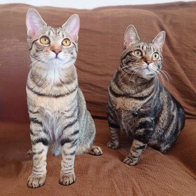 雑種（ミックス猫）・メスの里親募集の写真