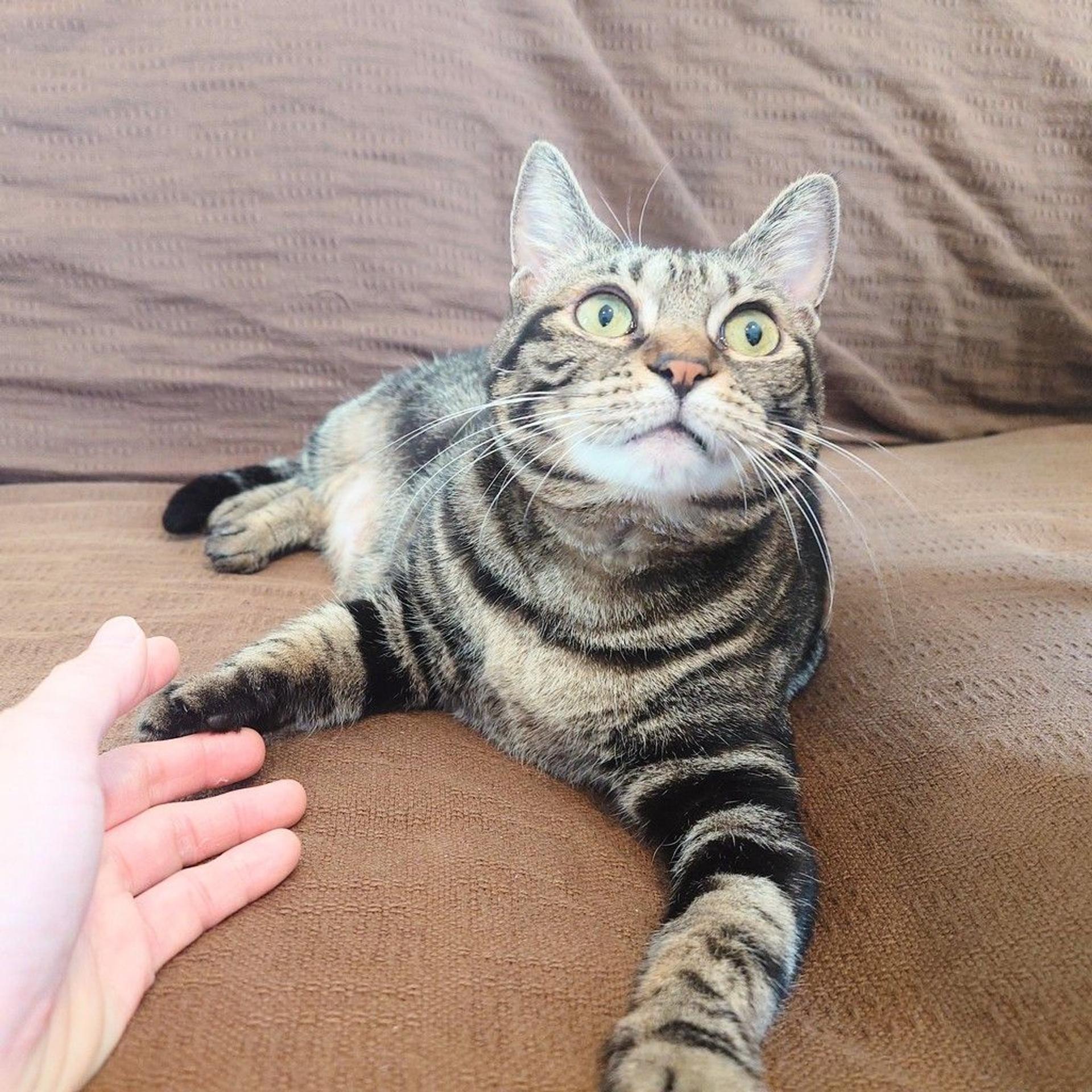 pet-image-2