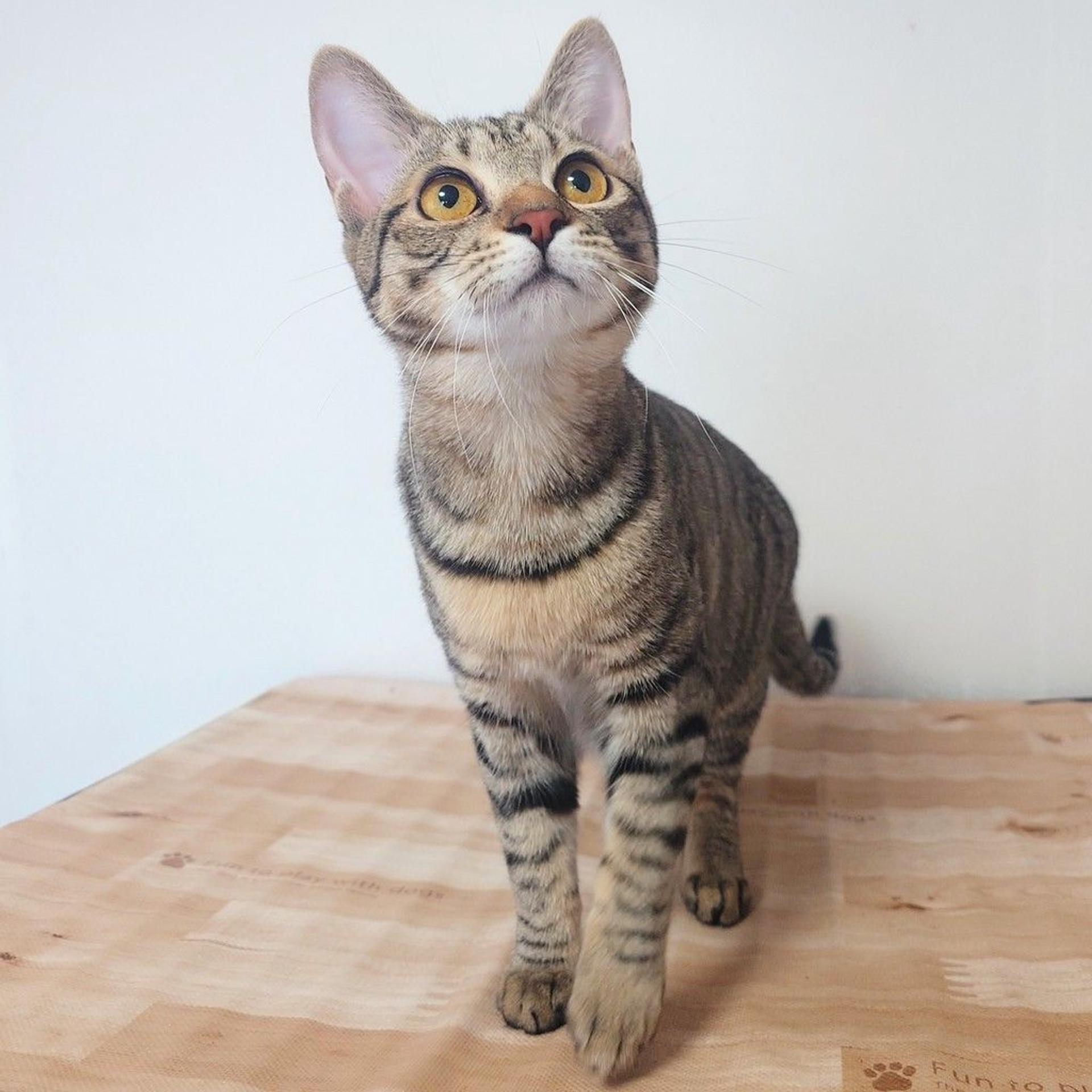 pet-image-5