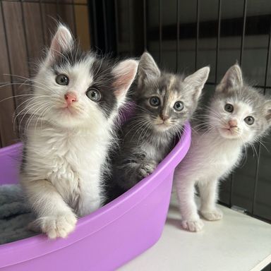 ショコラファミリー【シフォン&マフィン】