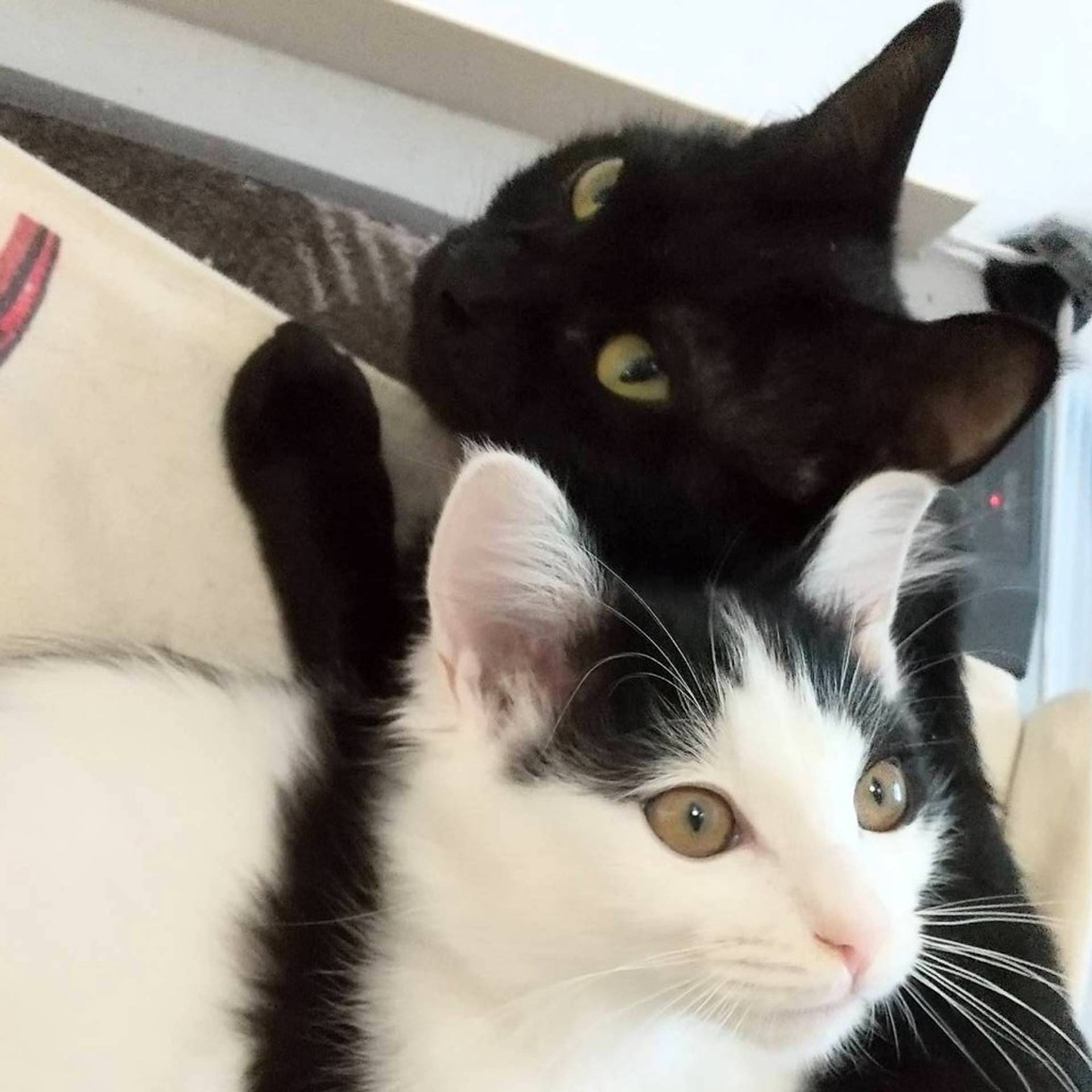 雑種（ミックス猫）・メスの里親募集の写真