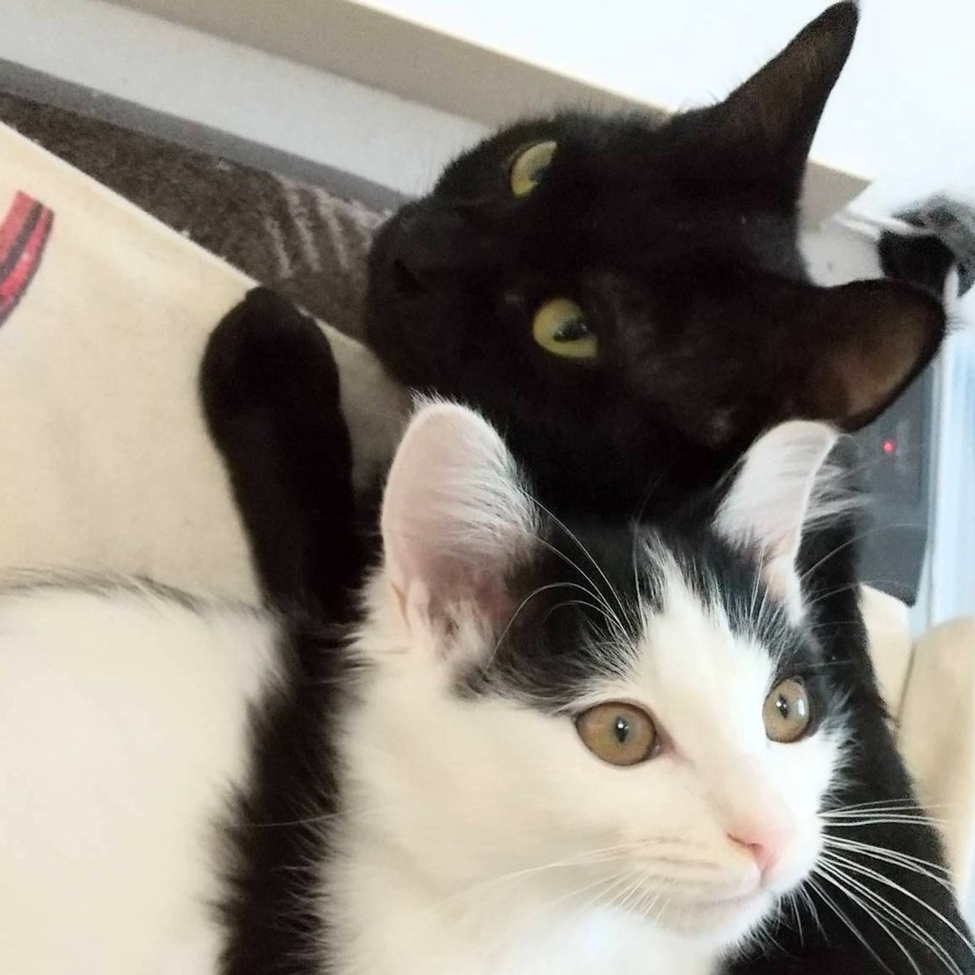 雑種（ミックス猫）・メスの里親募集の写真