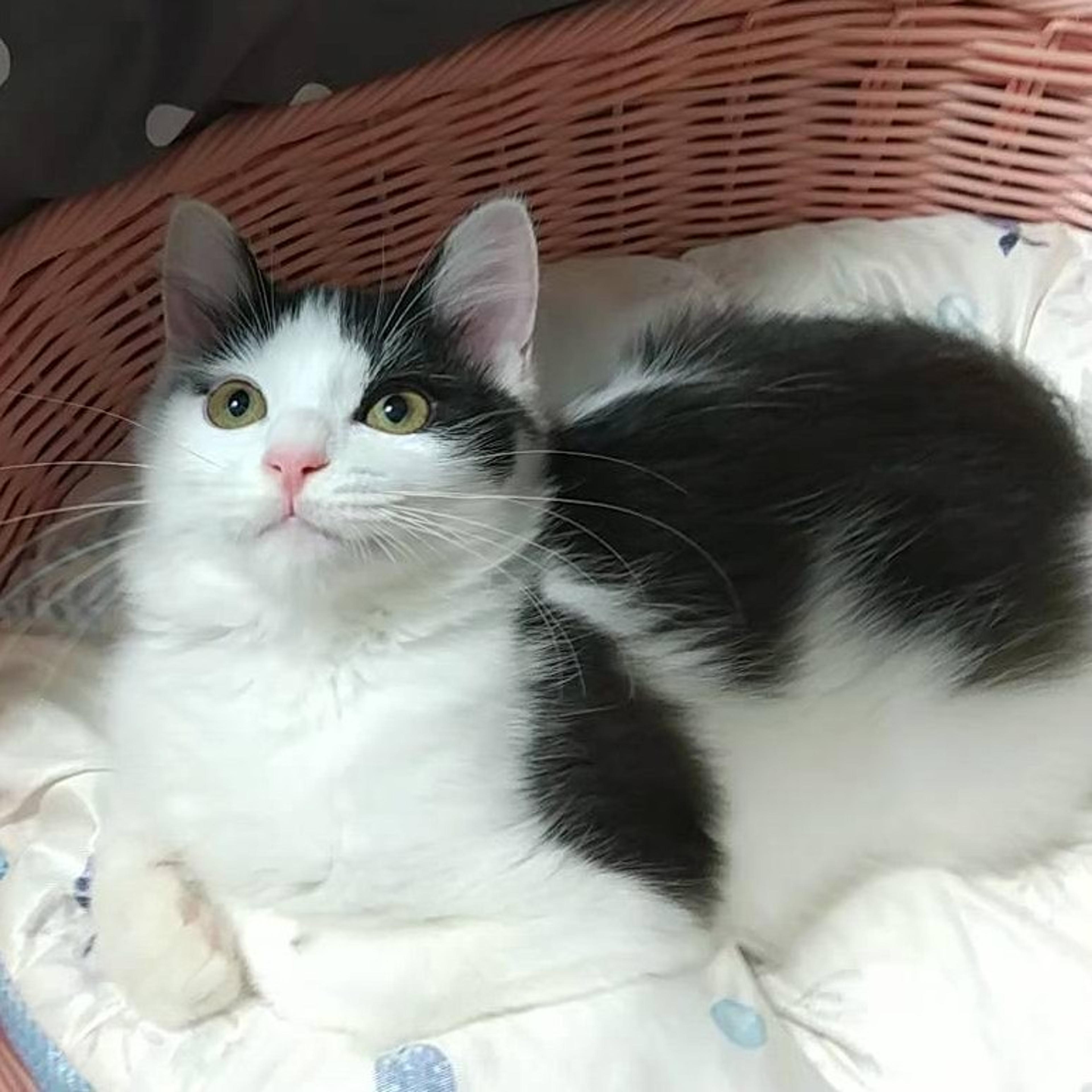 pet-image-2