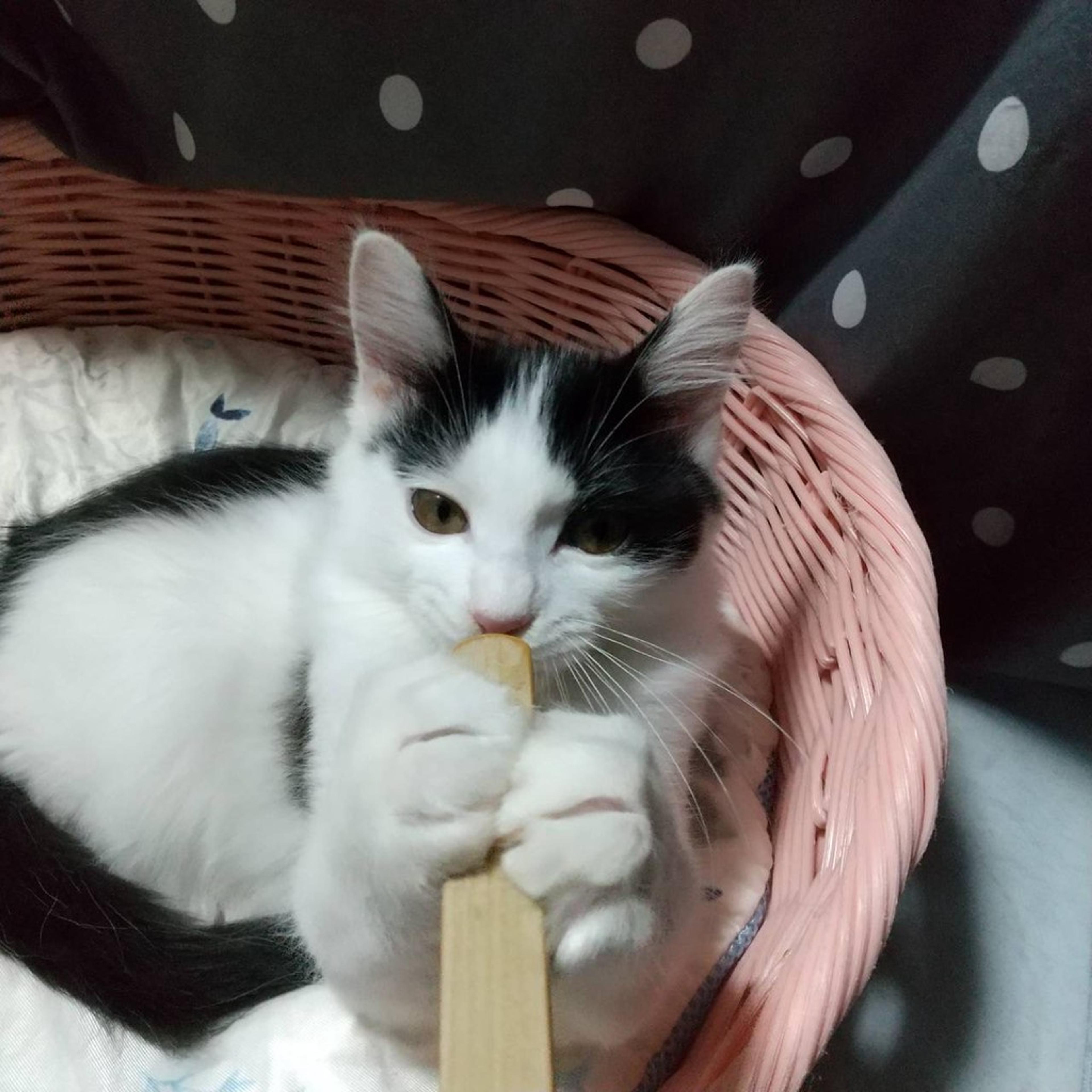 pet-image-3