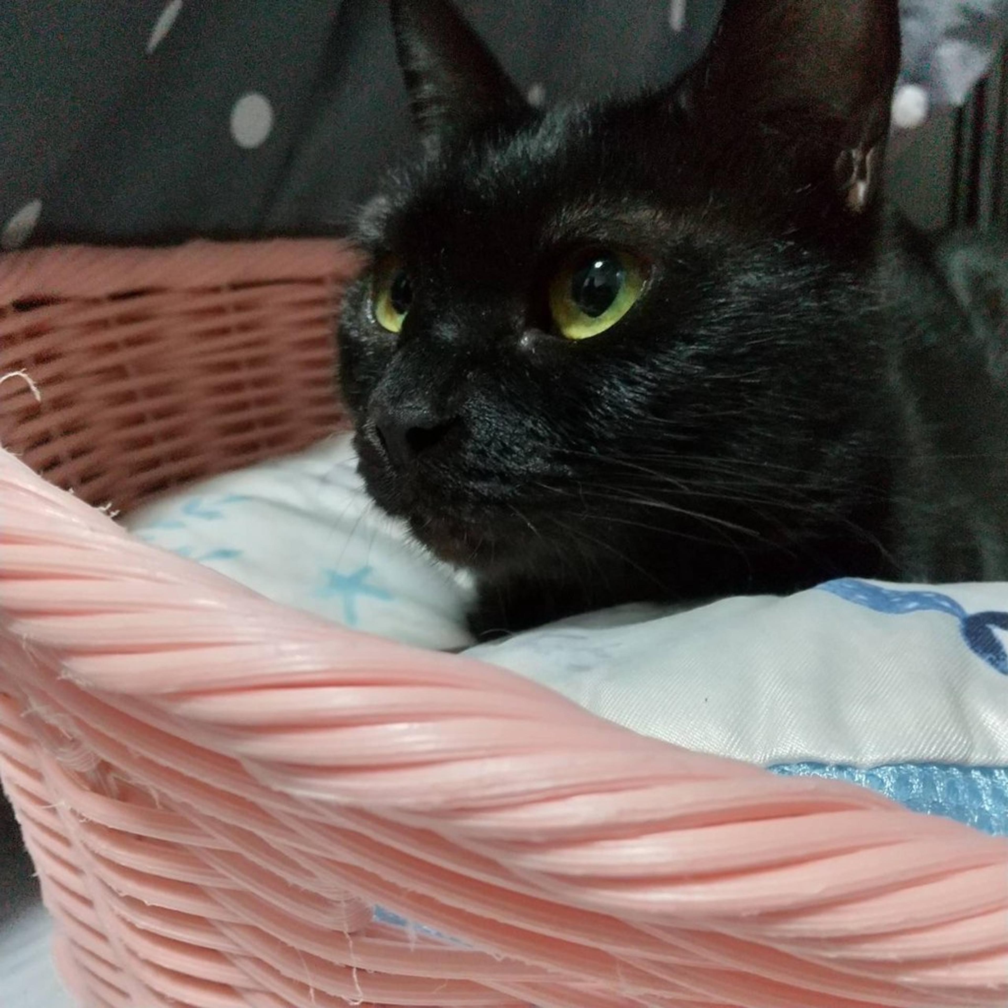 pet-image-4