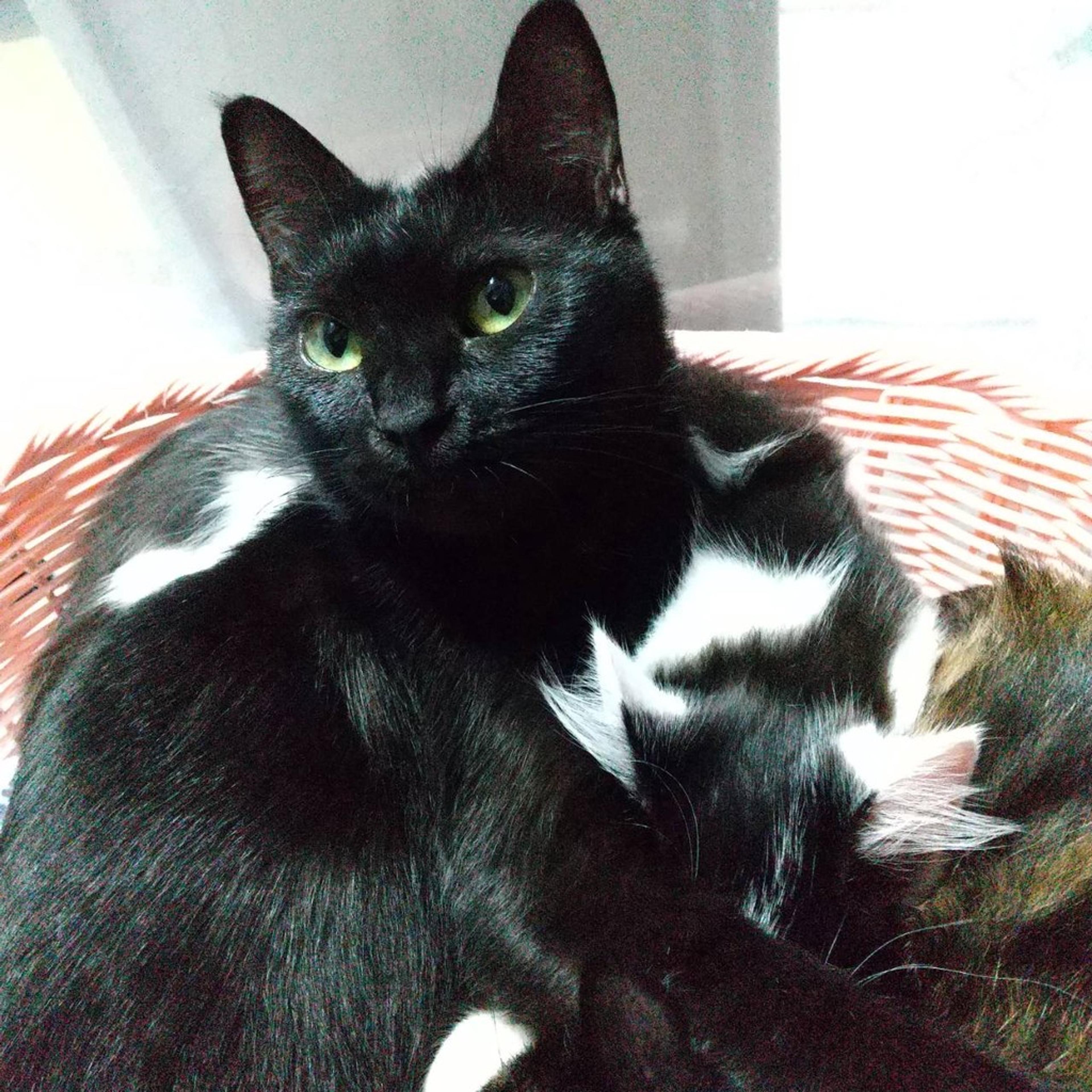 pet-image-5