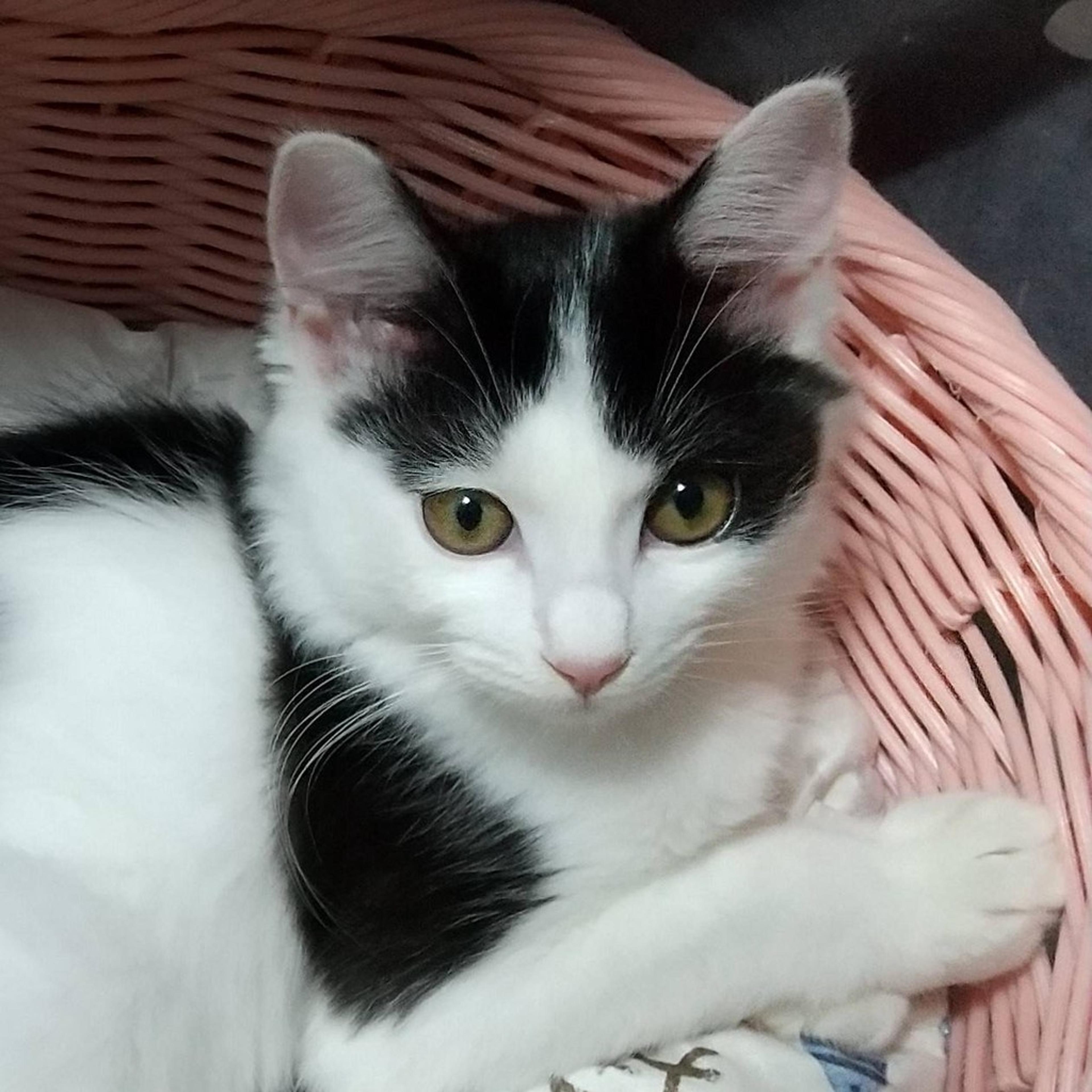 pet-image-6