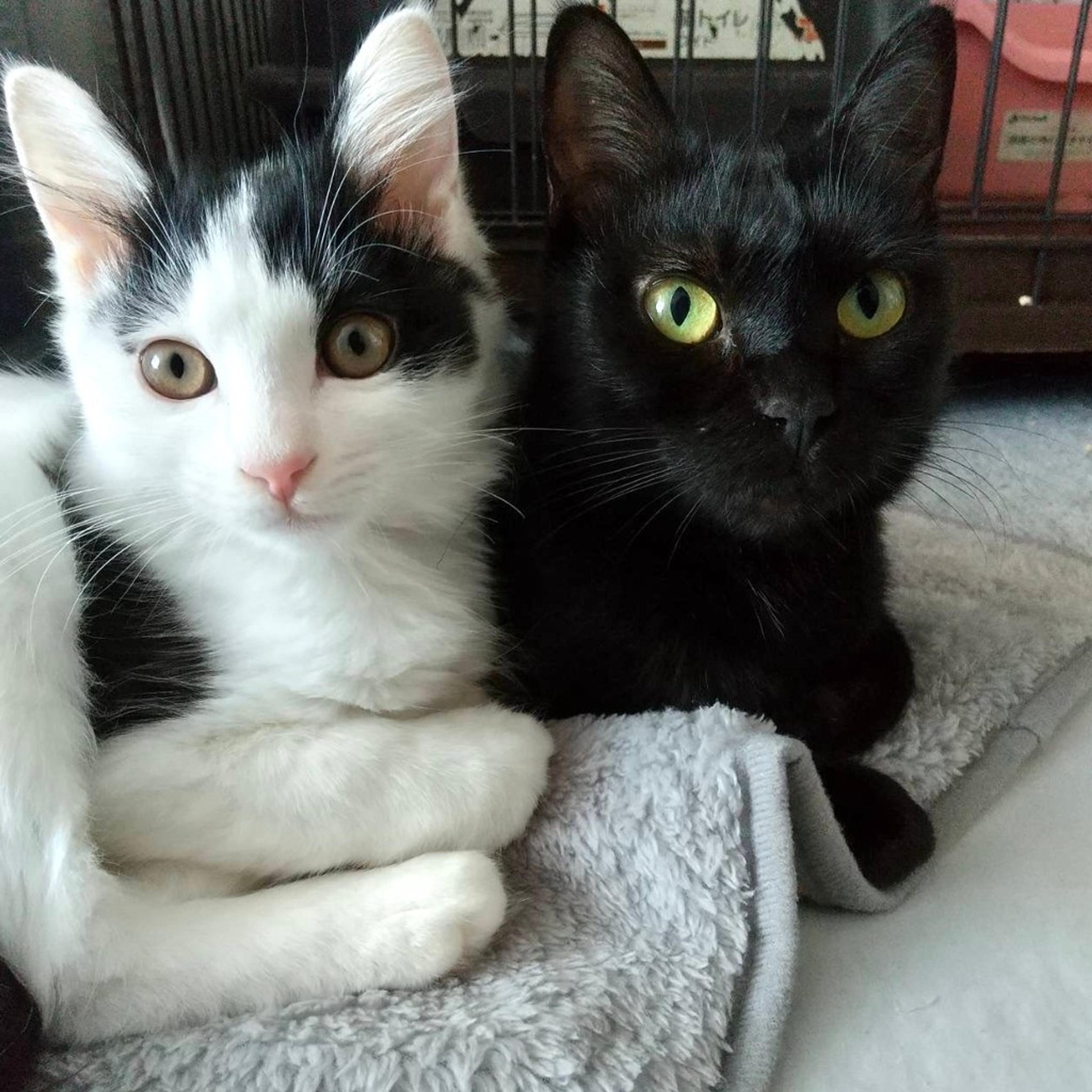 pet-image-7