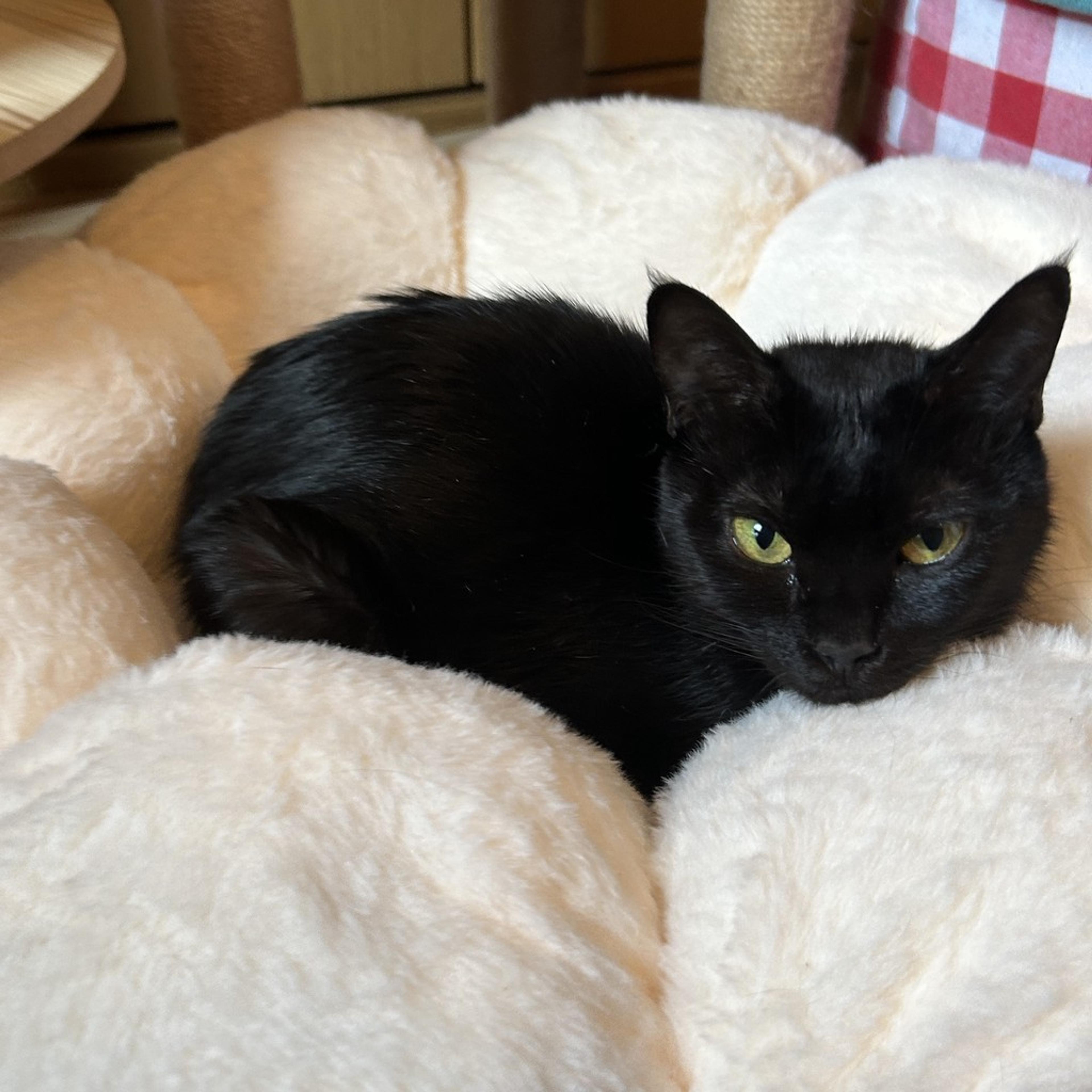 pet-image-8