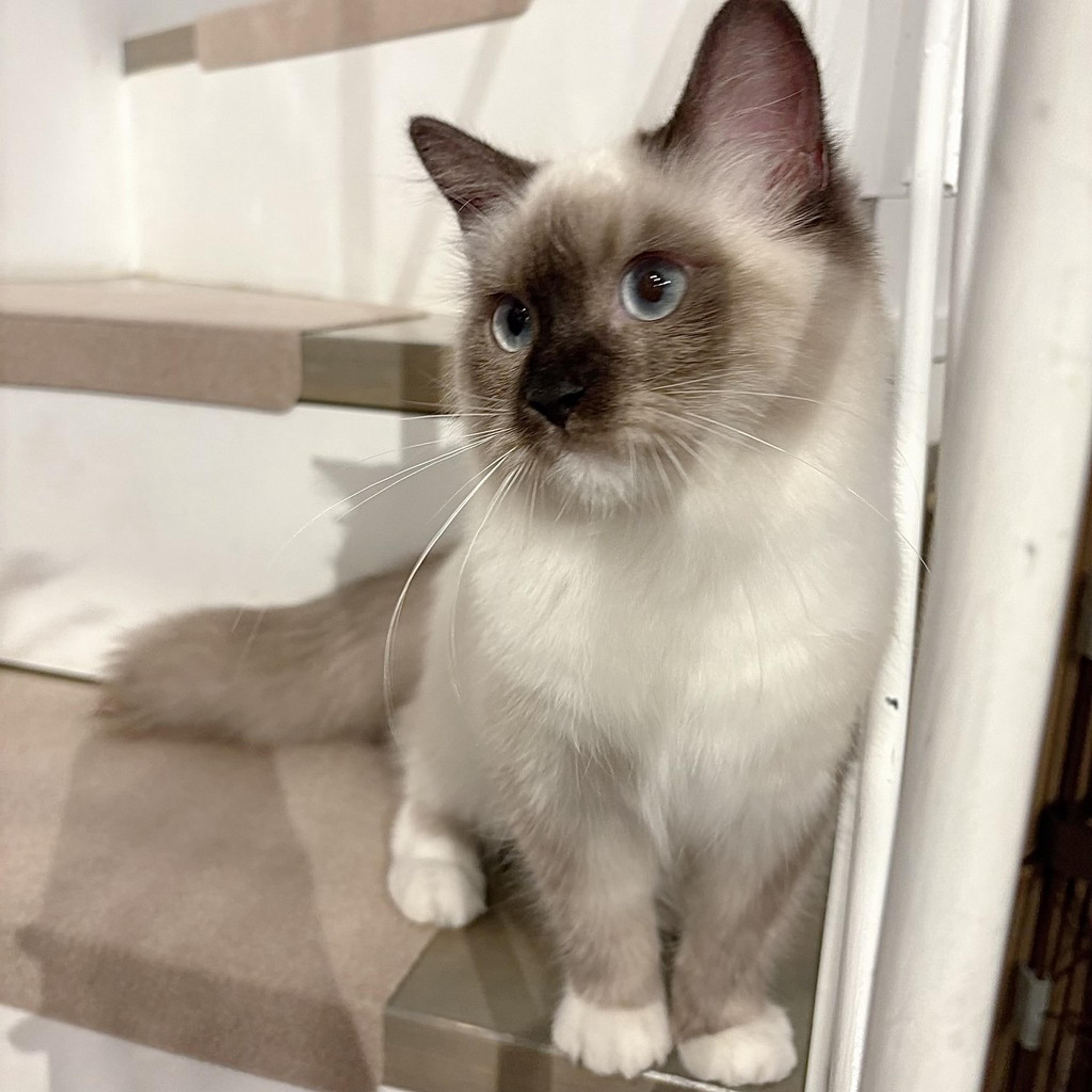 pet-image-2