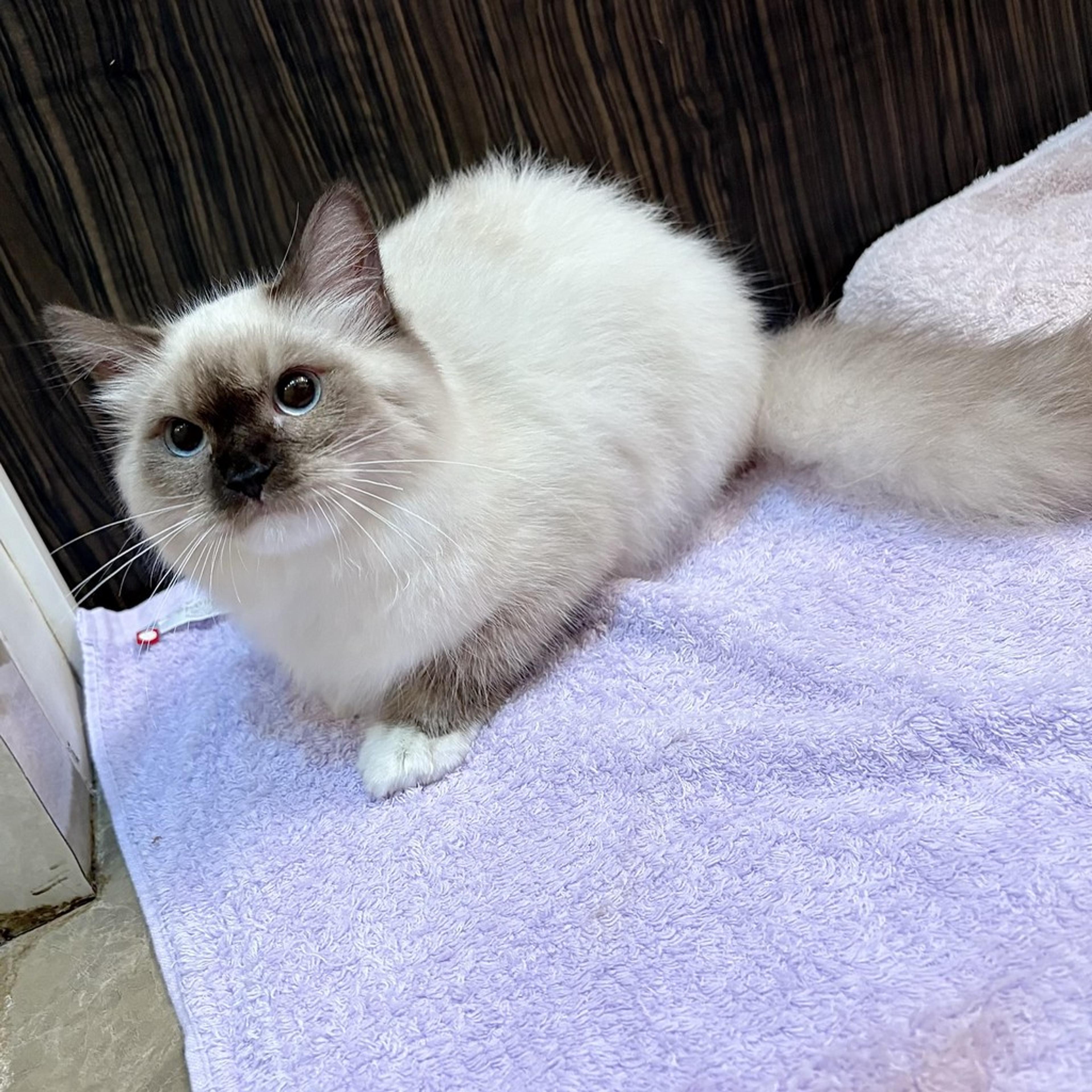 pet-image-3
