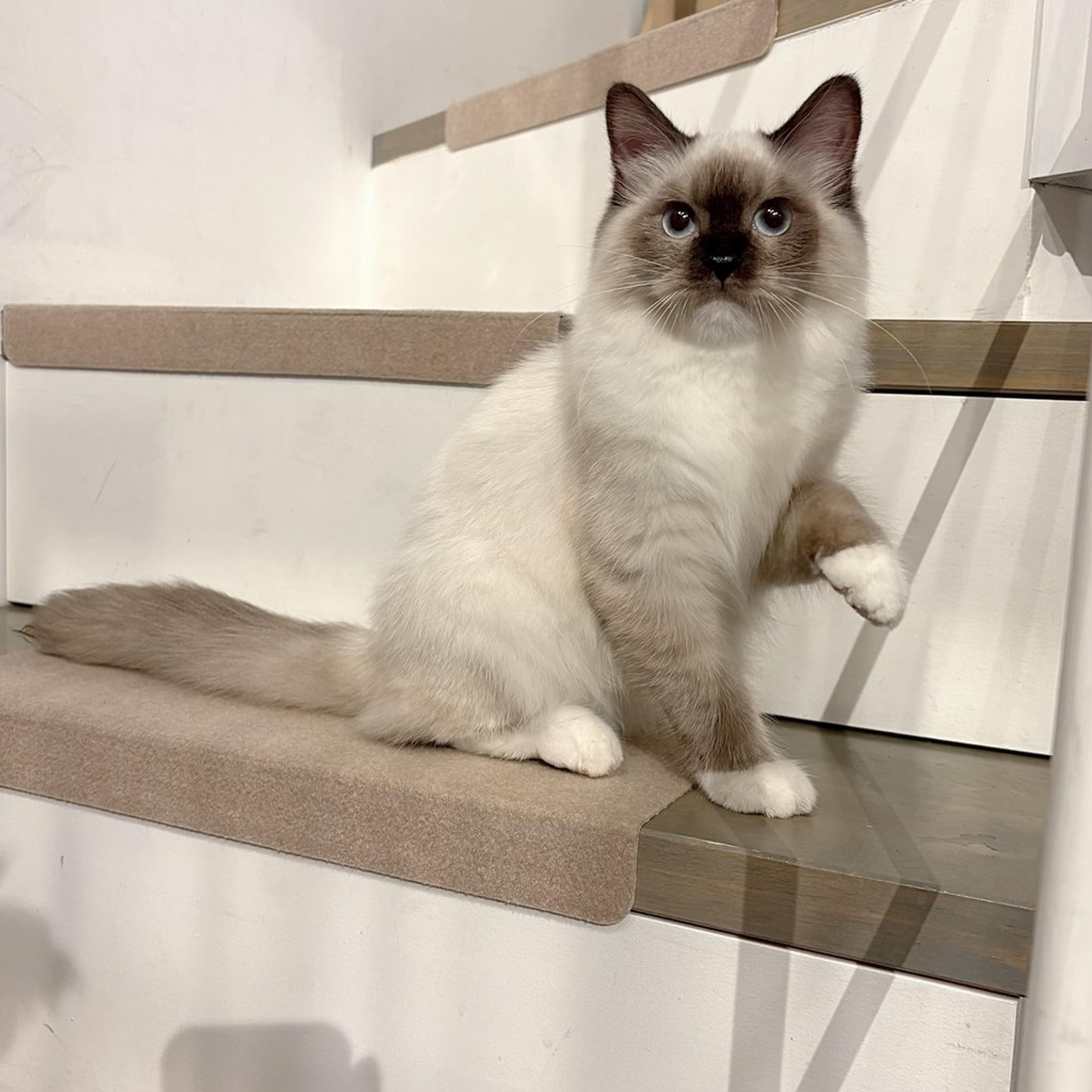 pet-image-6