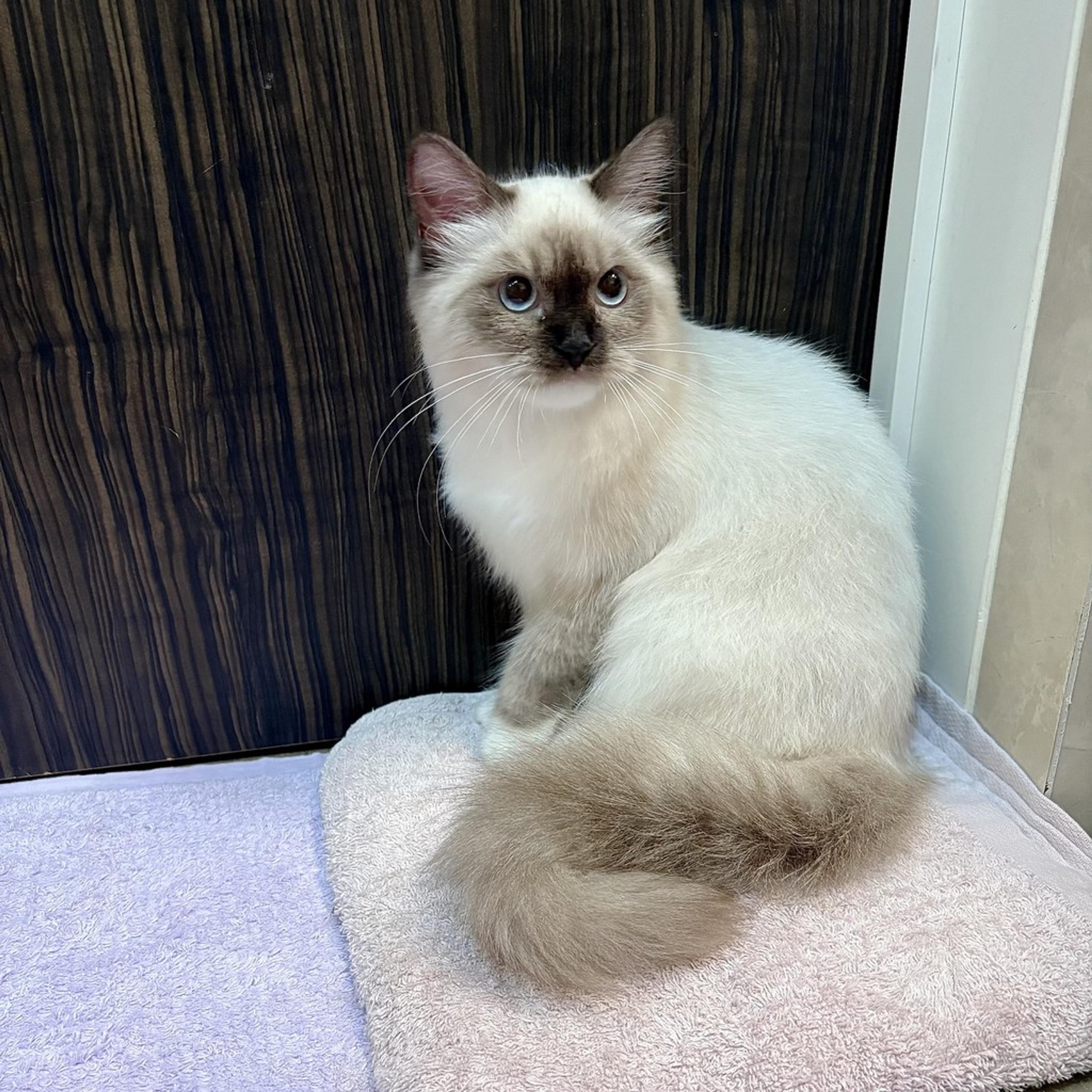 pet-image-7