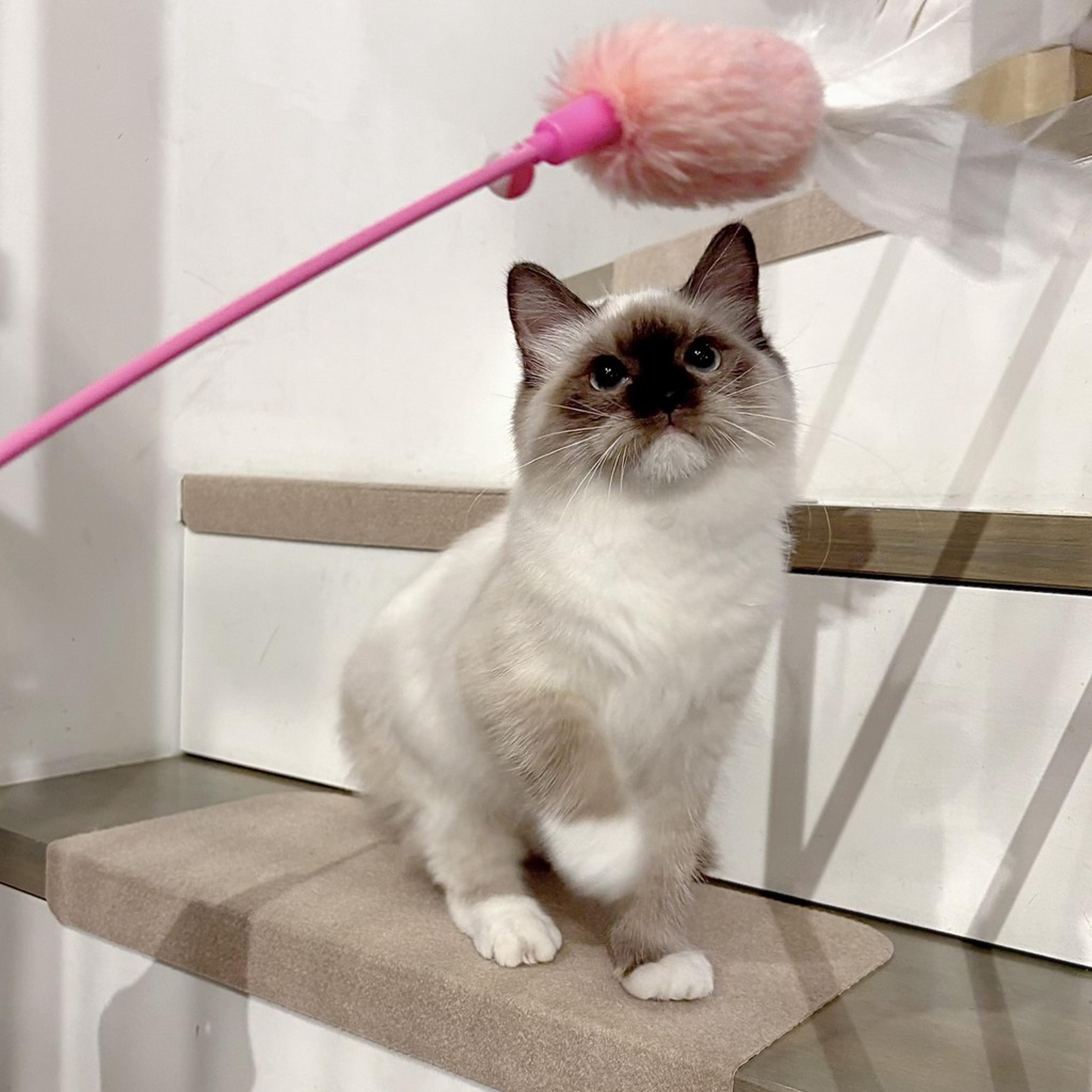 pet-image-8