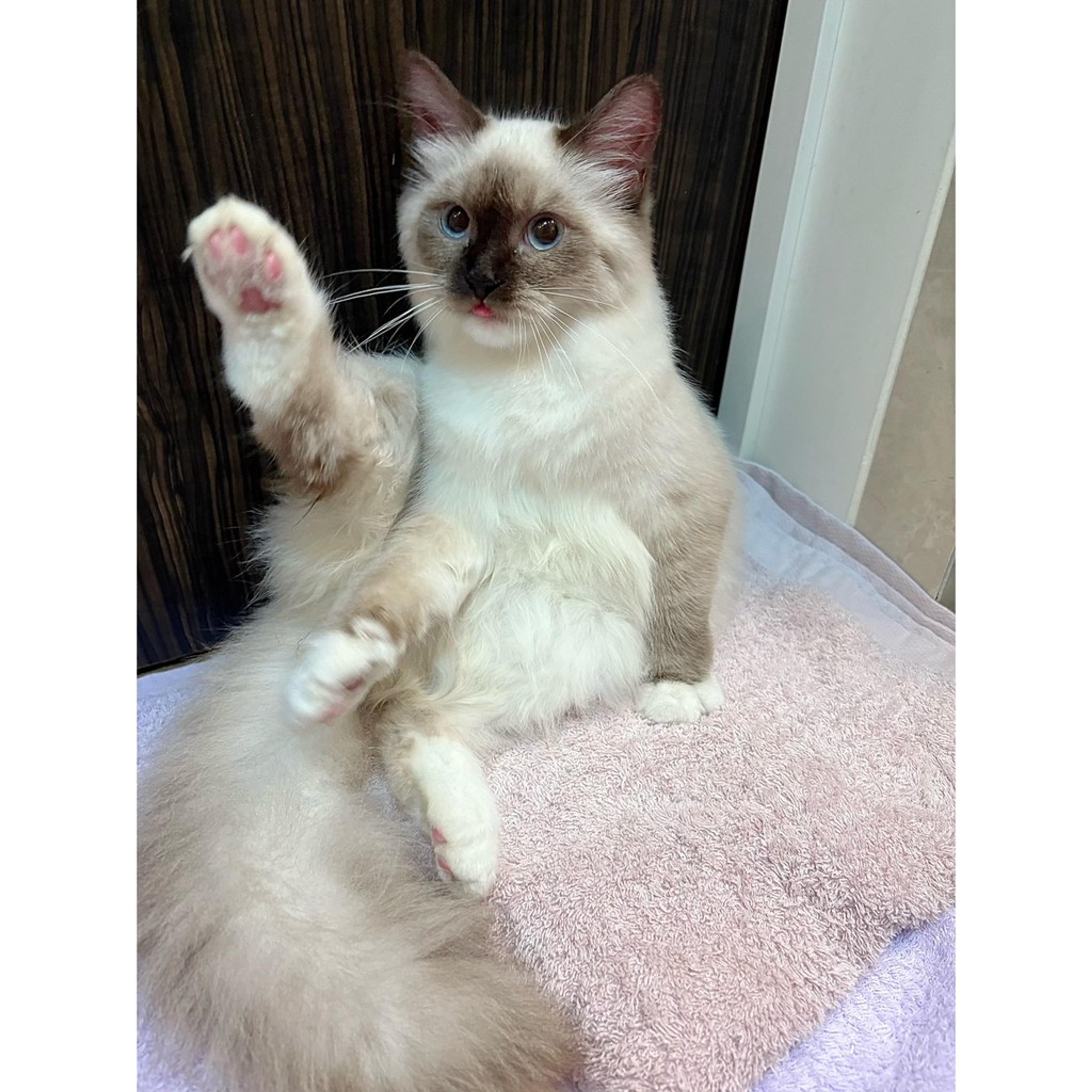 pet-image-9