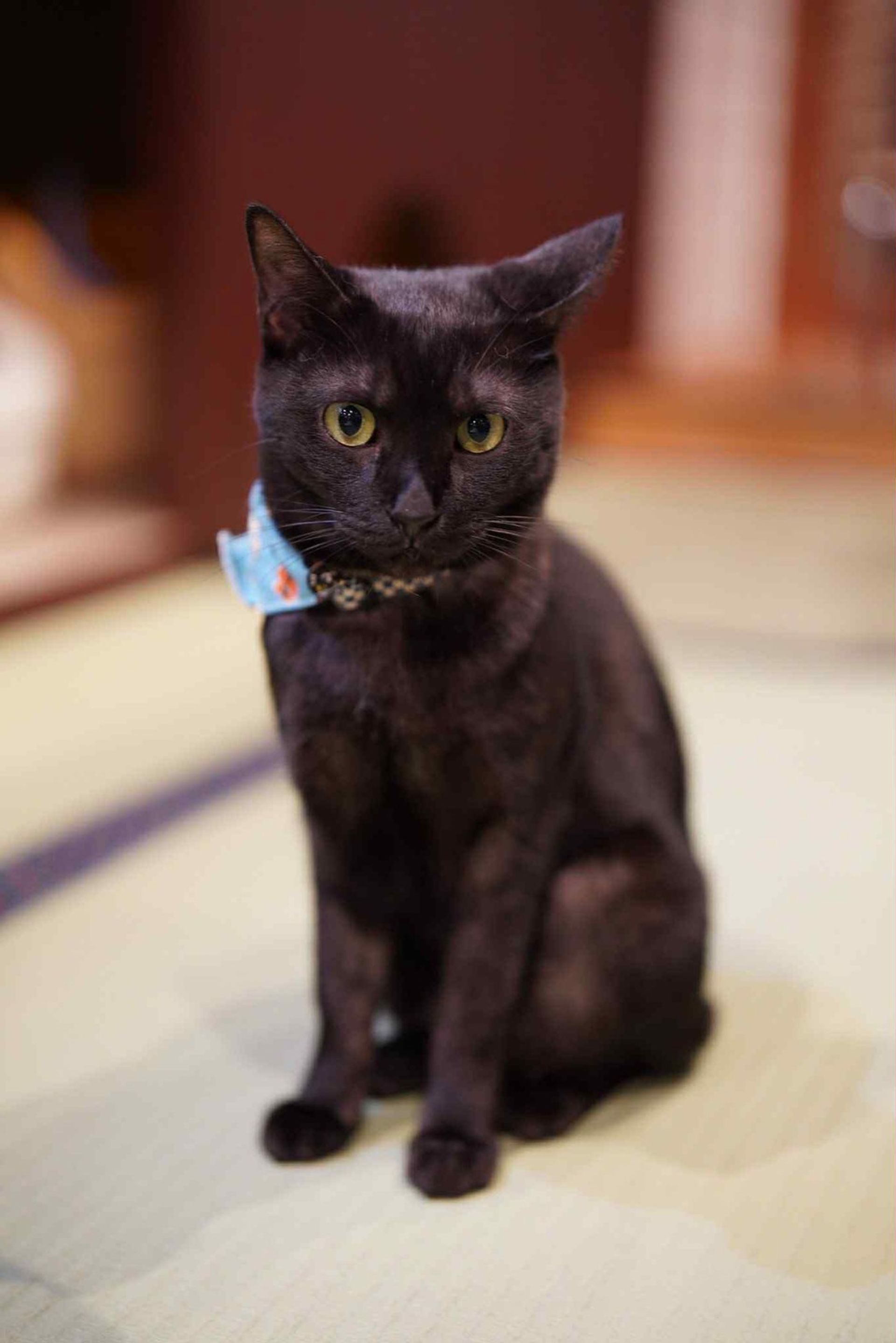 雑種（ミックス猫）・オスの里親募集の写真