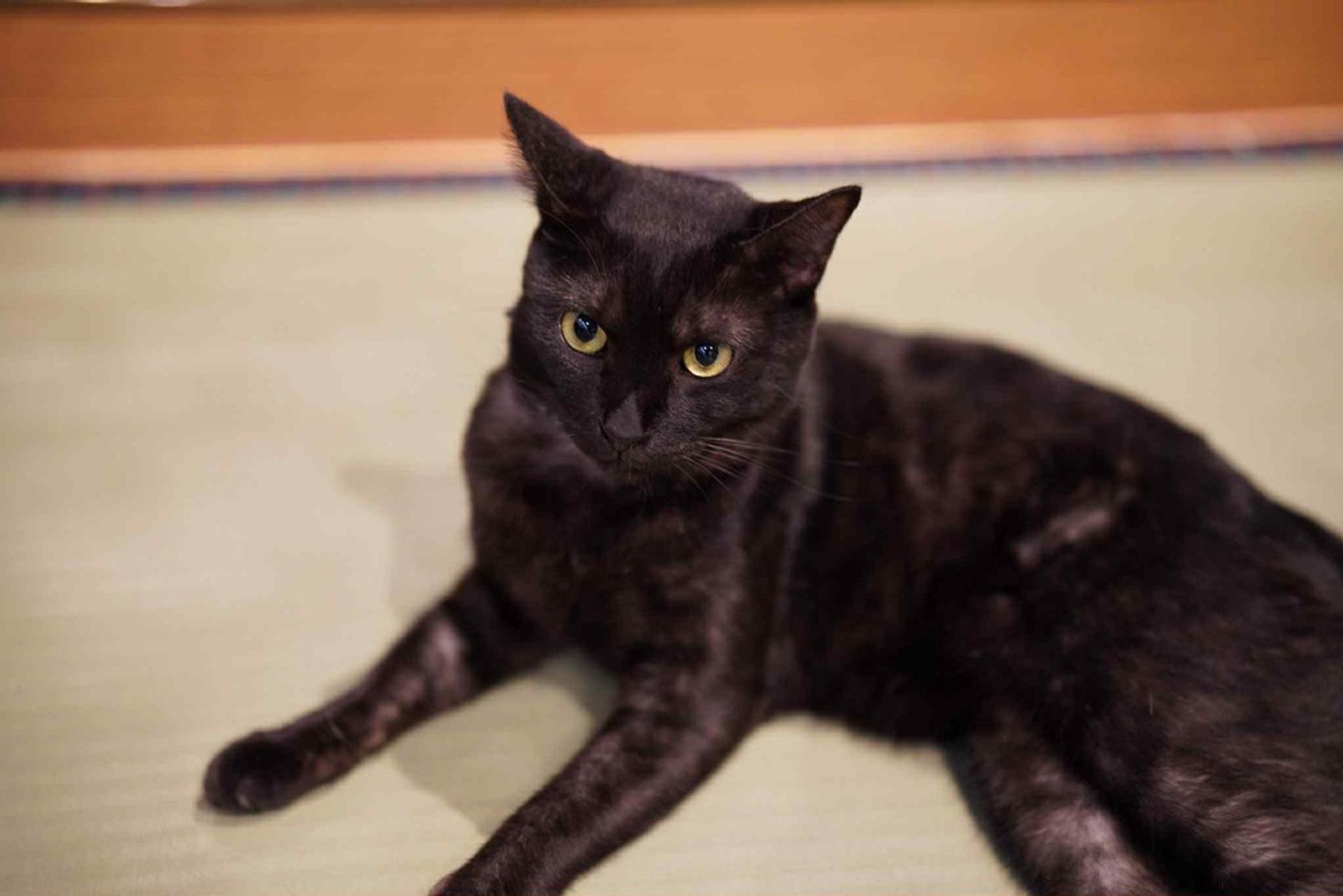 pet-image-5