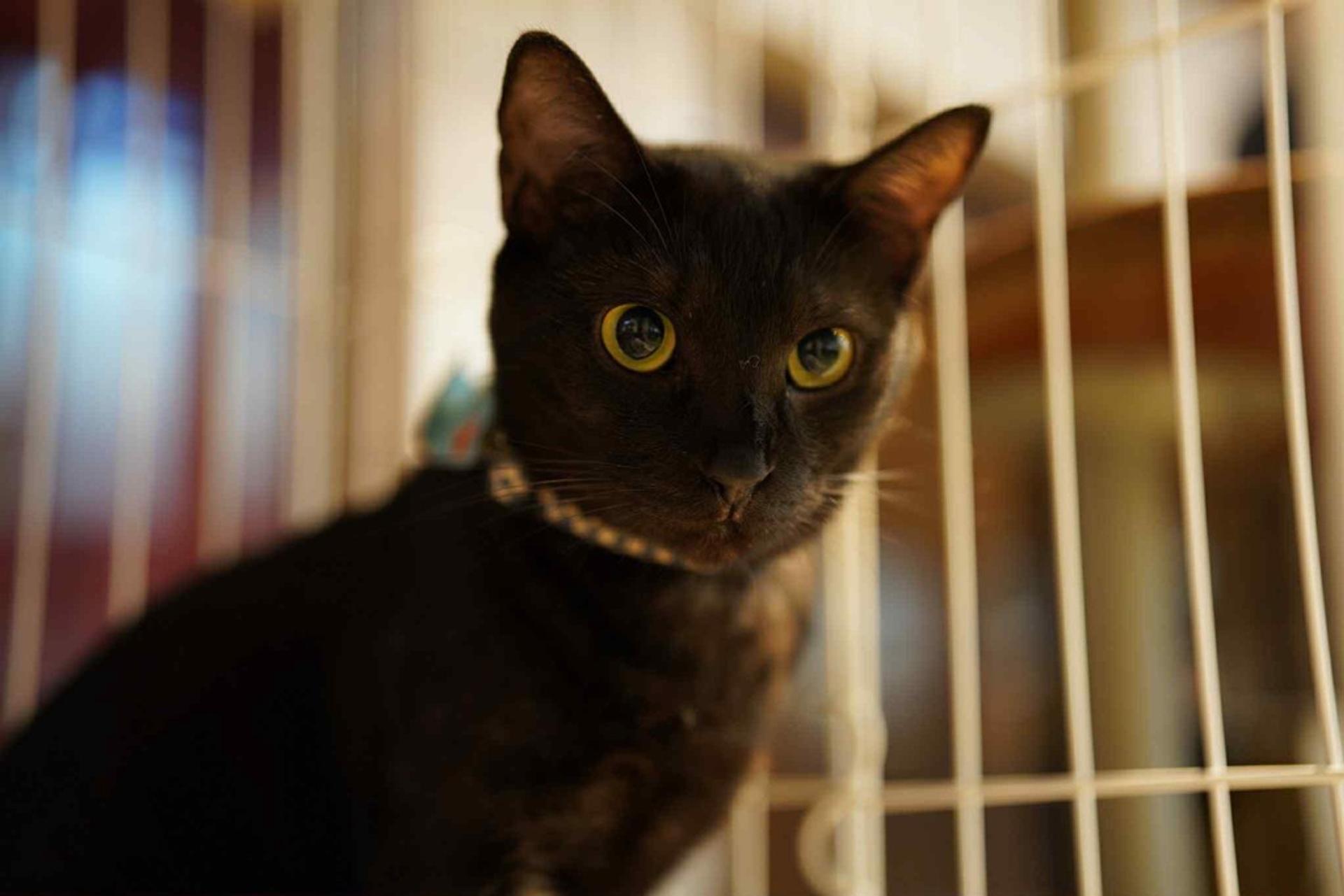 pet-image-6
