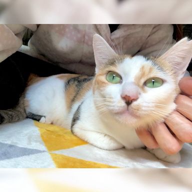 ドーナツチーム♡フレンチちゃん