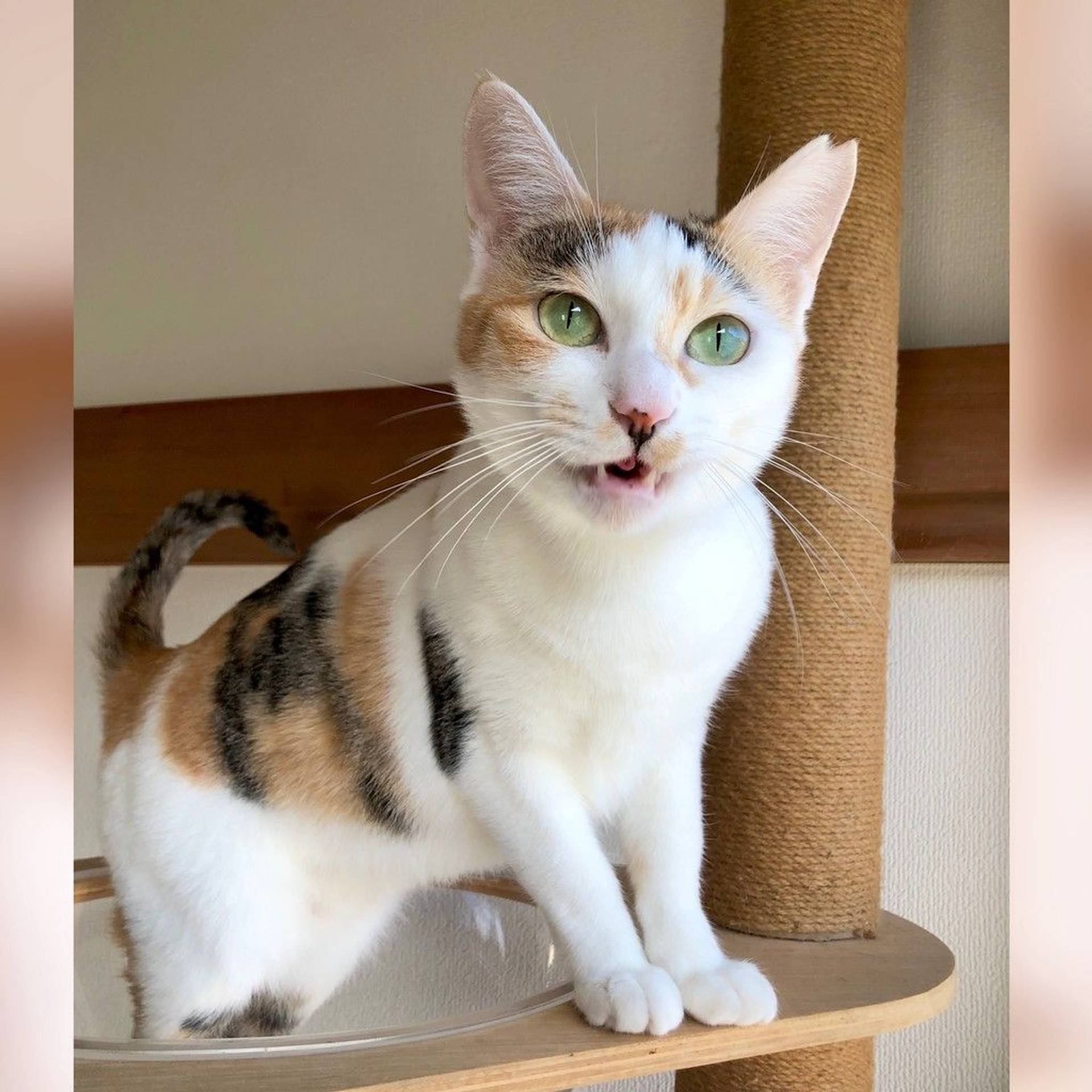 雑種（ミックス猫）・メスの里親募集の写真