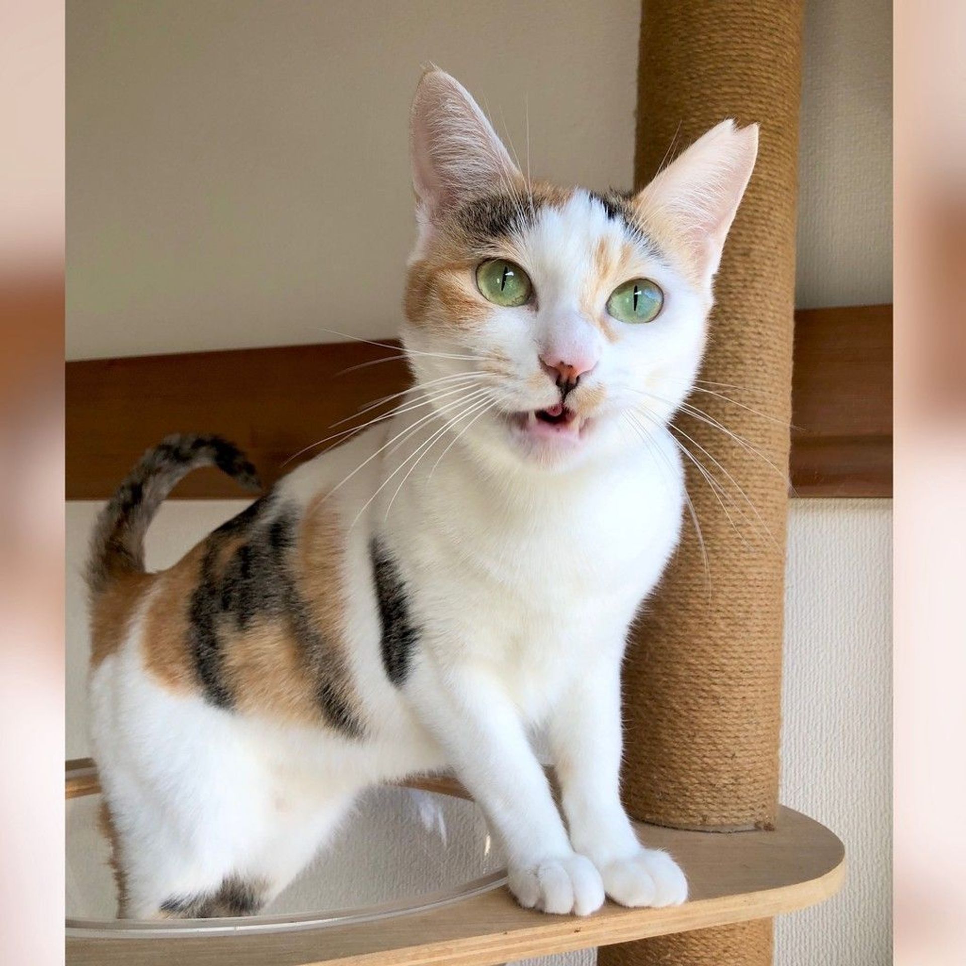 雑種（ミックス猫）・メスの里親募集の写真