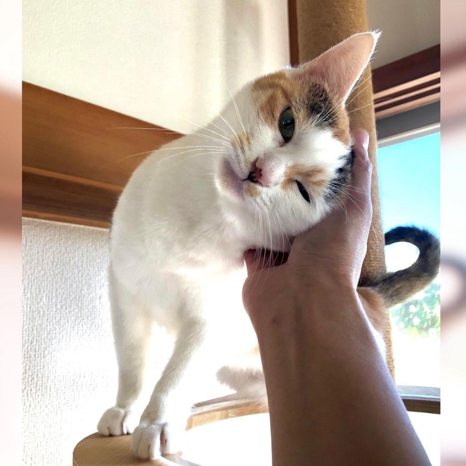 pet-image-2