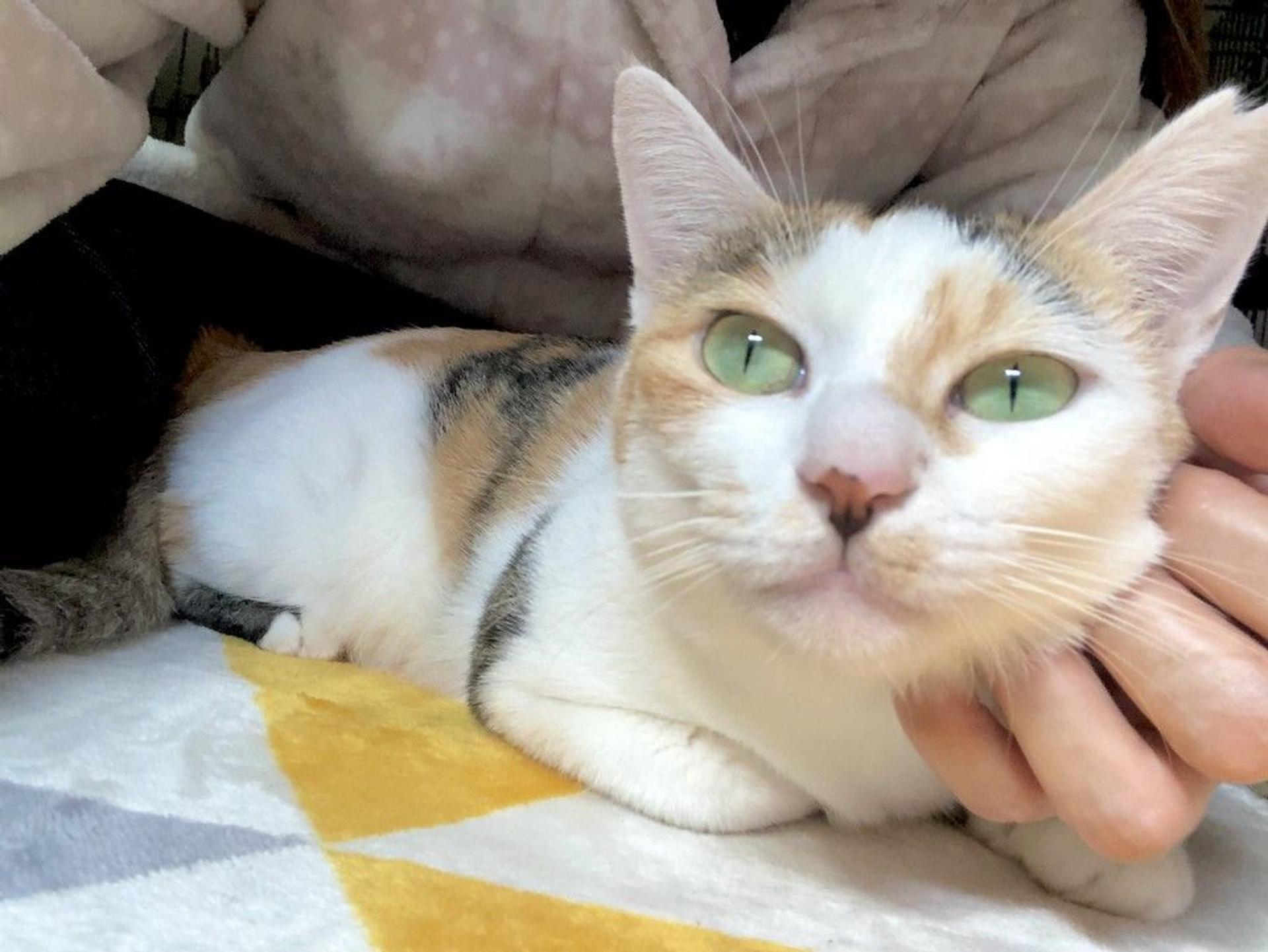 pet-image-7