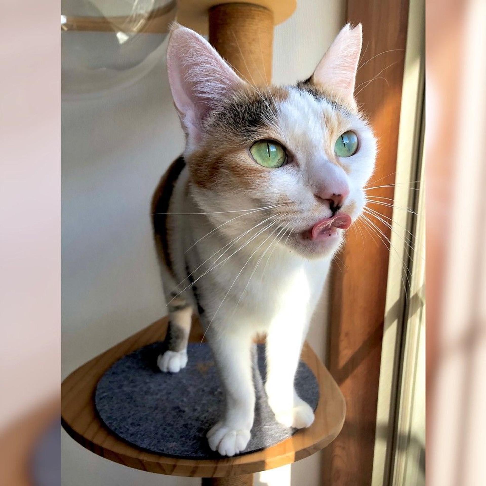 pet-image-8