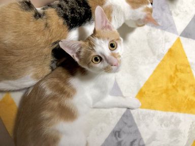 ドーナツチーム☆チュロくん