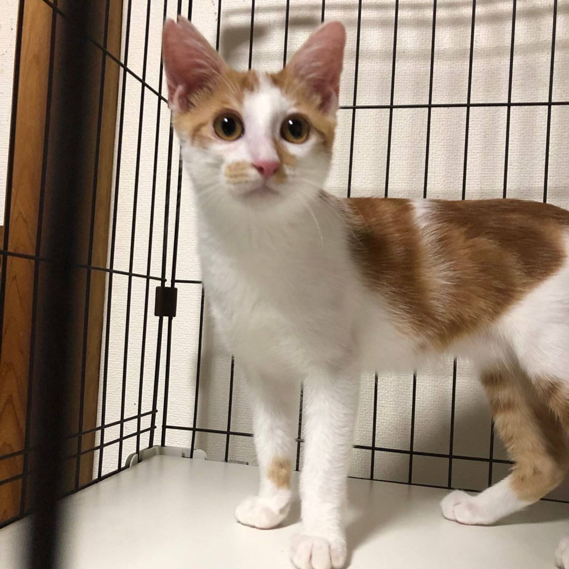 雑種（ミックス猫）・オスの里親募集の写真