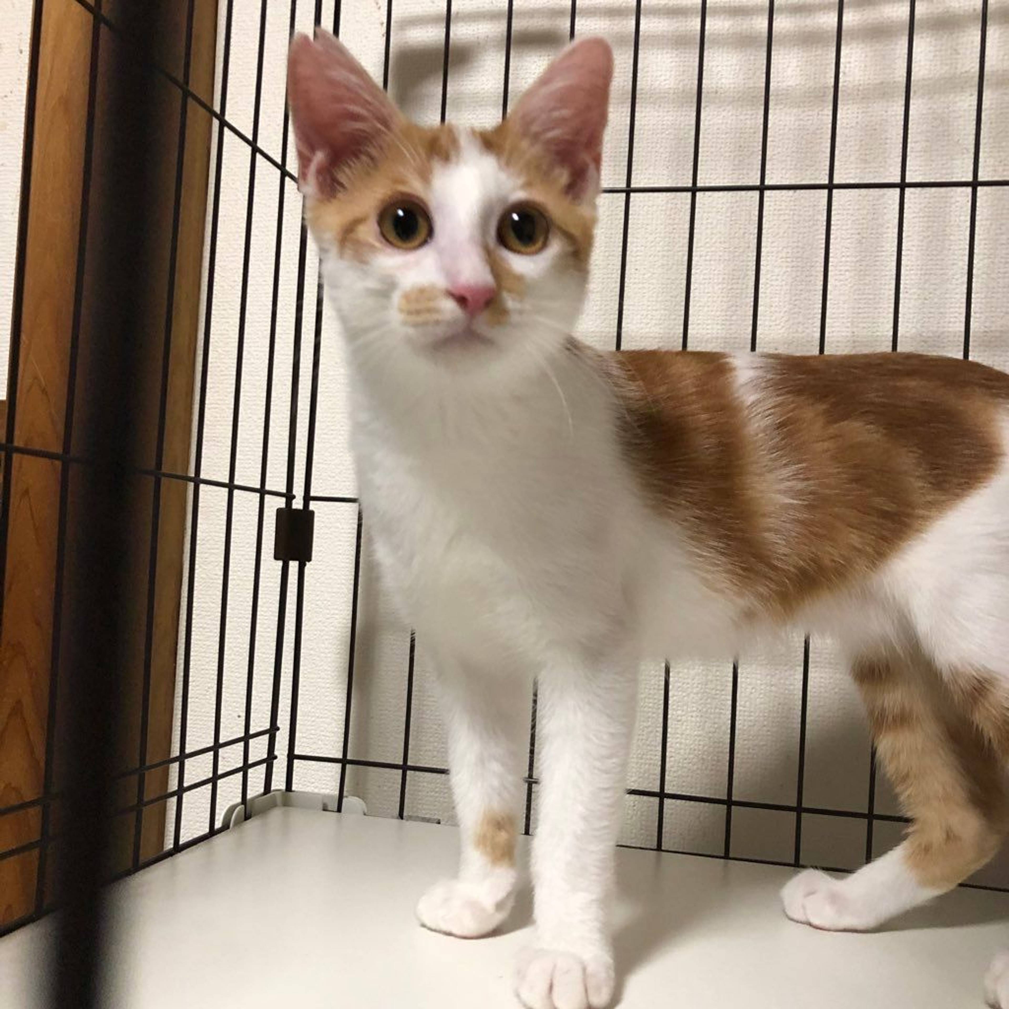 雑種（ミックス猫）・オスの里親募集の写真