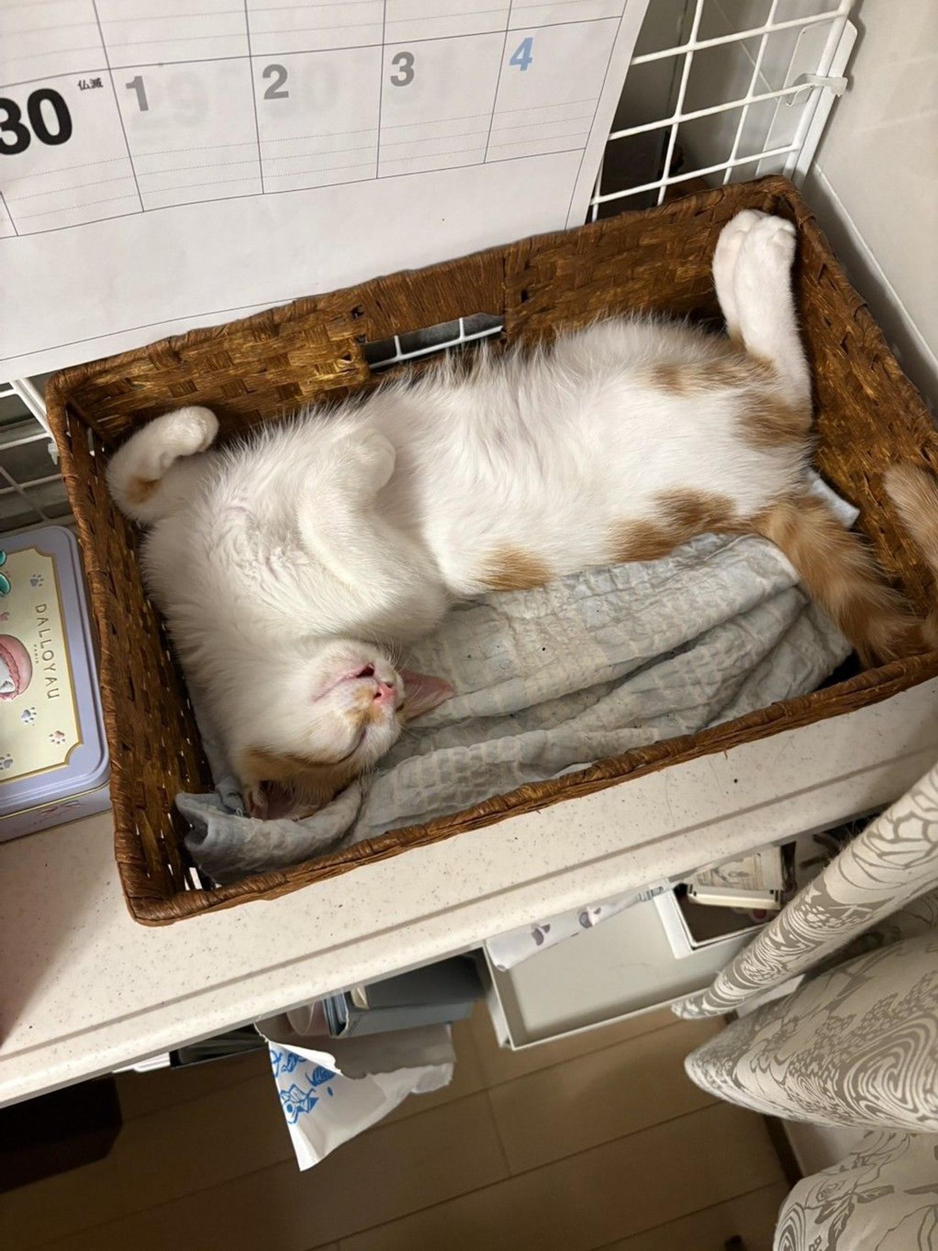 pet-image-2
