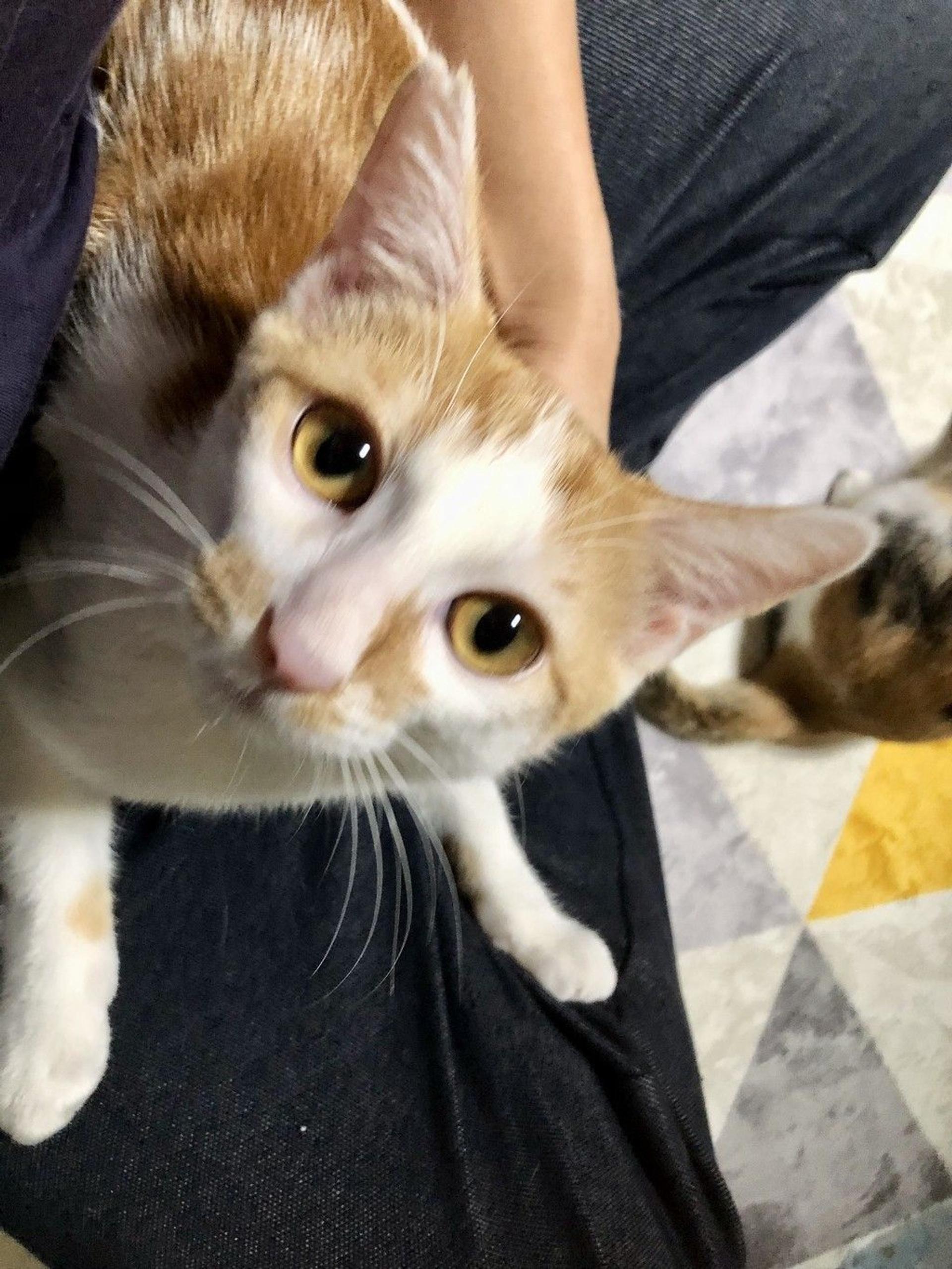 pet-image-3