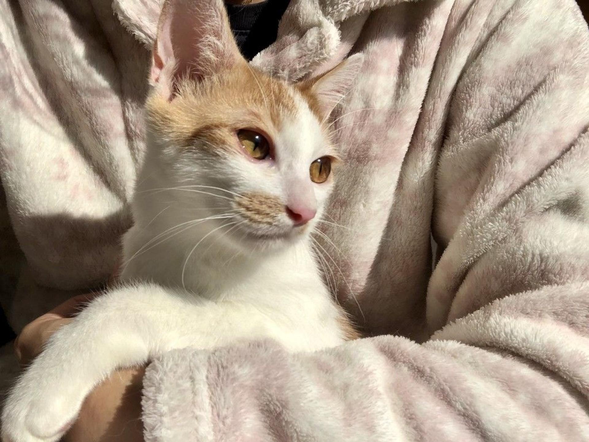 pet-image-4
