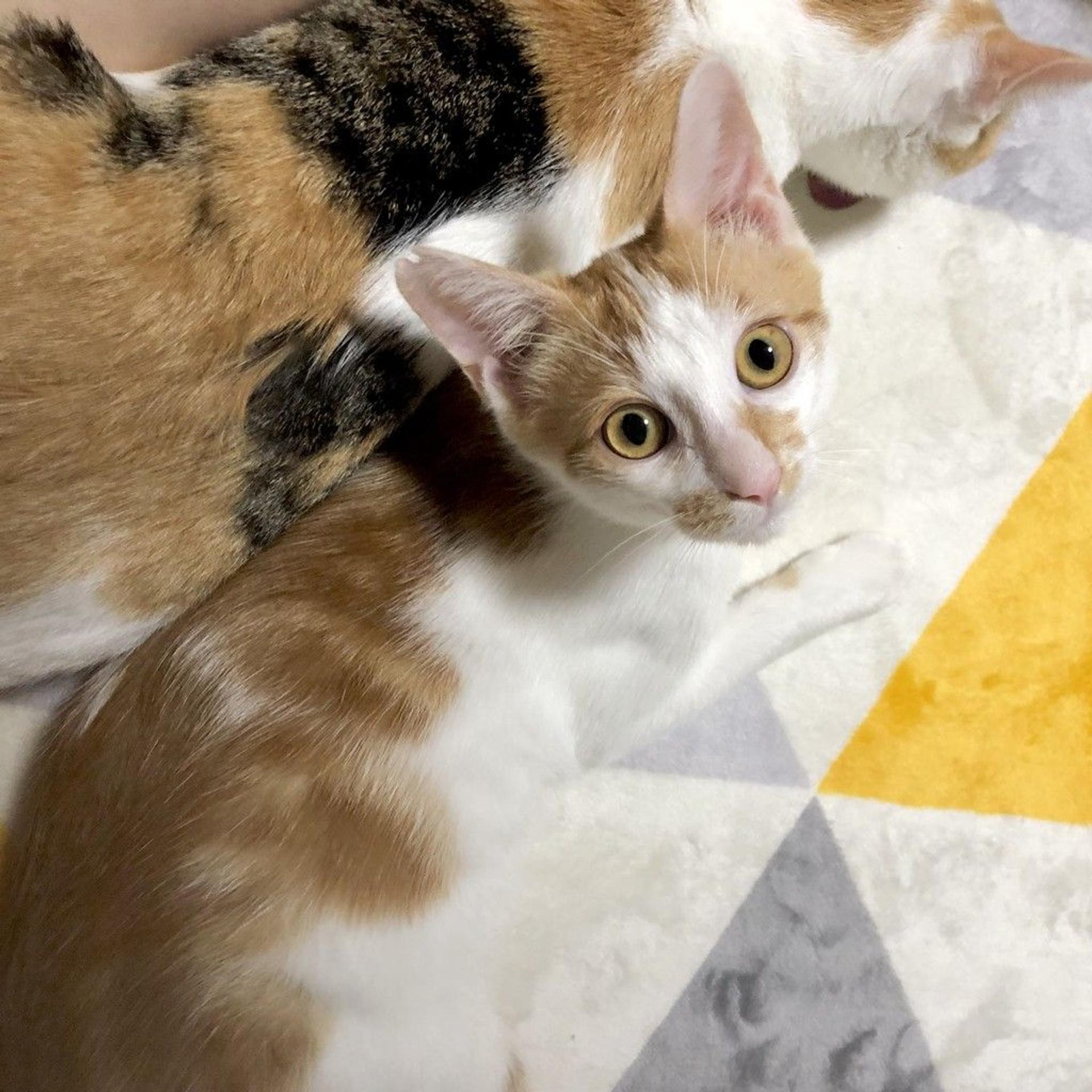 pet-image-8