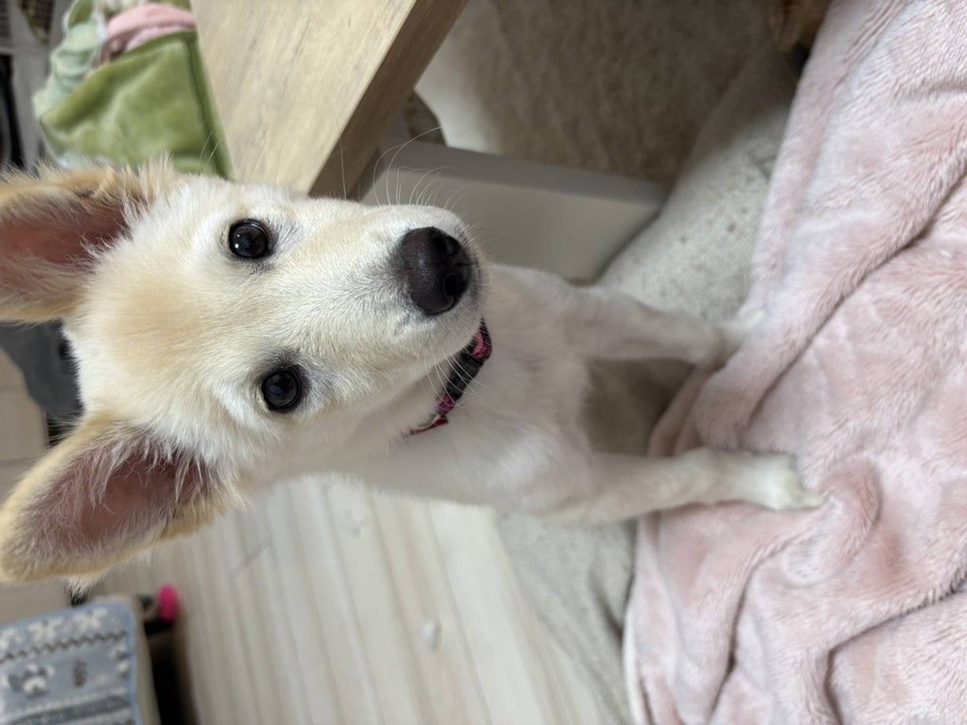 雑種（ミックス犬）・メスの里親募集の写真