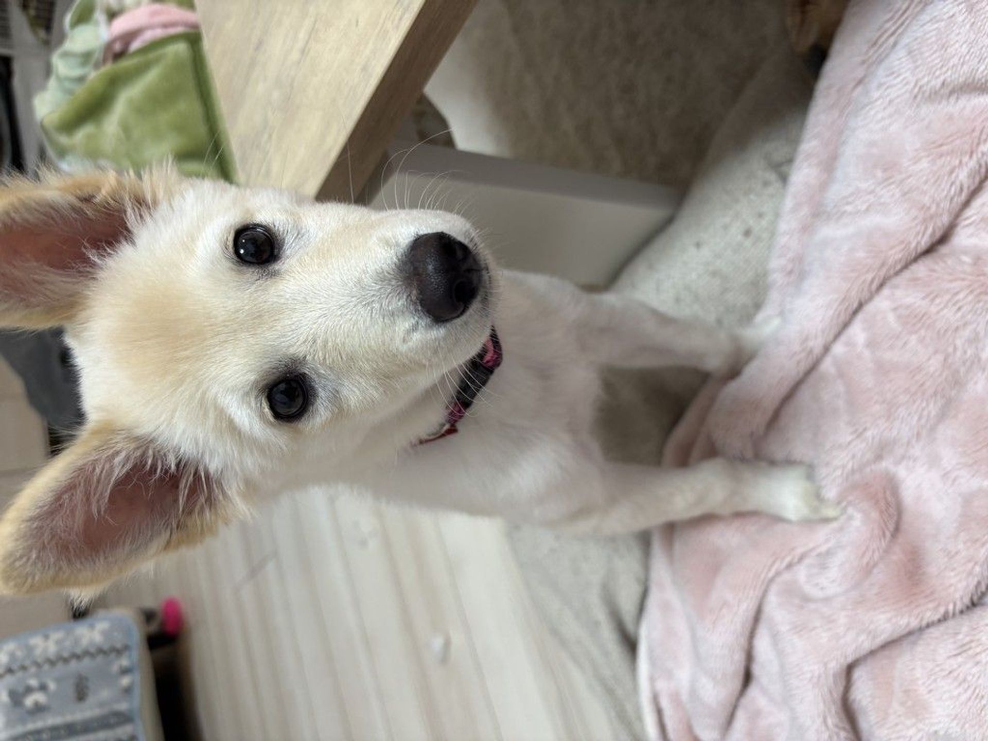 雑種（ミックス犬）・メスの里親募集の写真