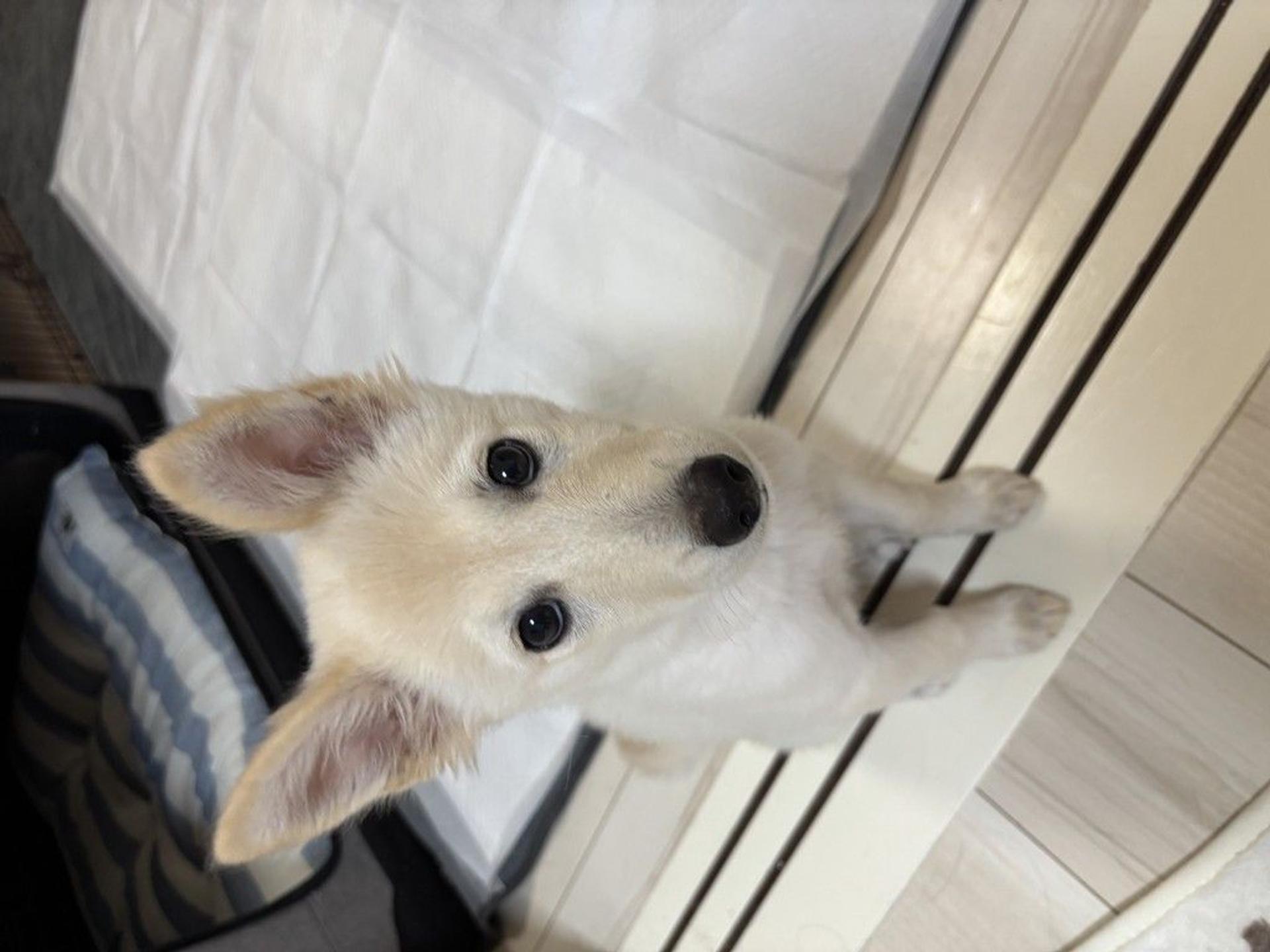 pet-image-4